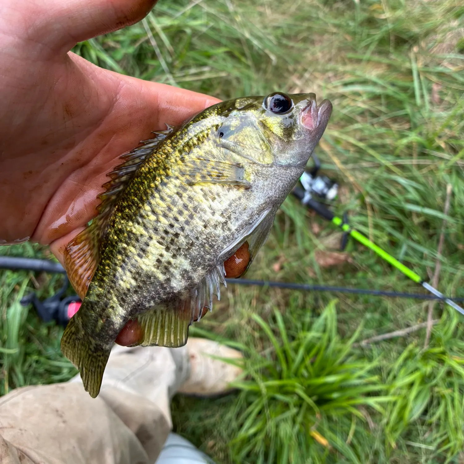 The most recent Shadow bass catches on Fishbrain