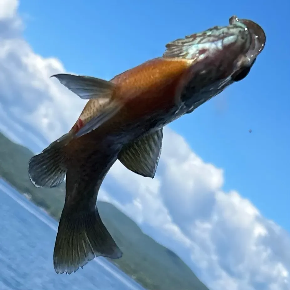 Redbreast sunfish caught on Fishbrain