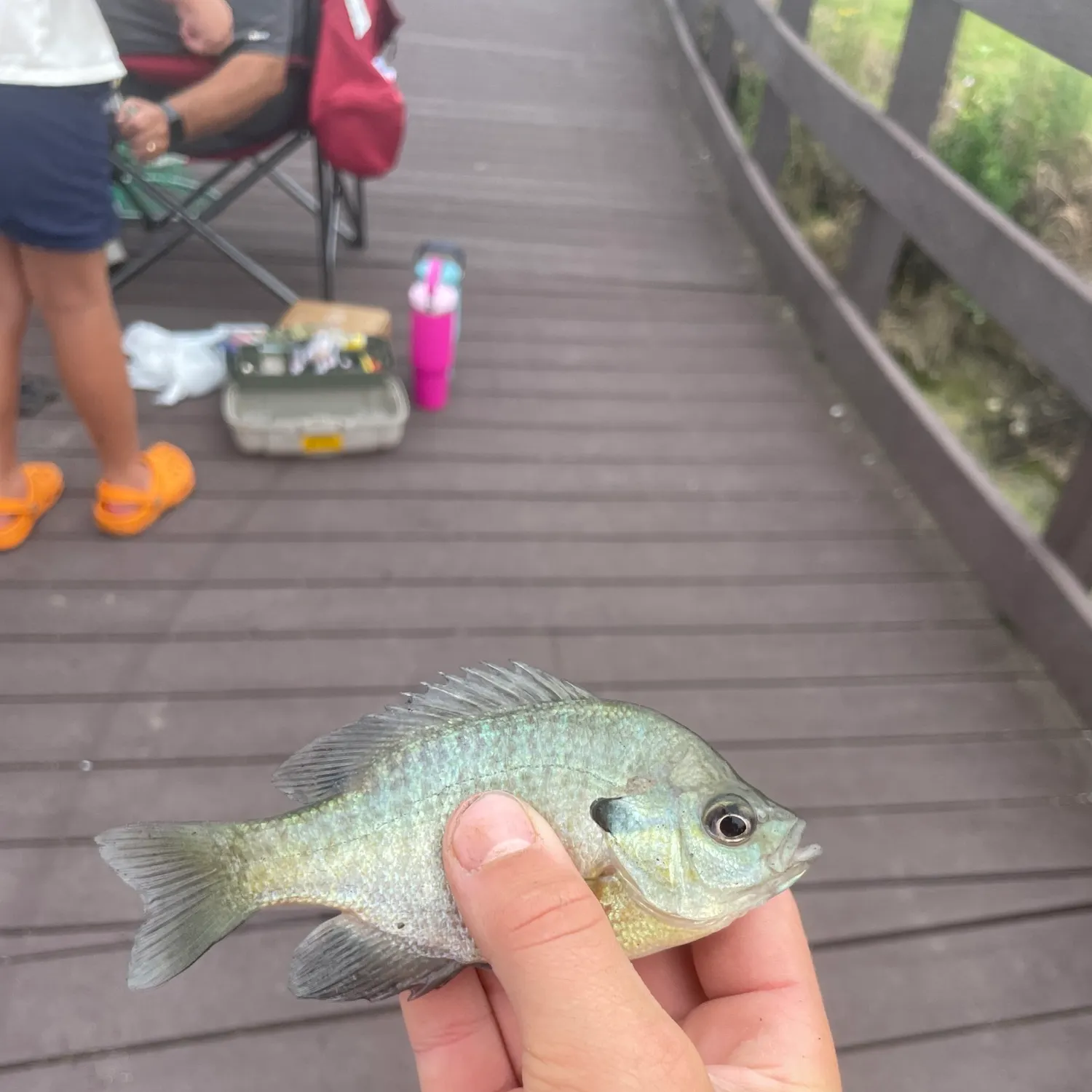 Bluegill caught on Fishbrain