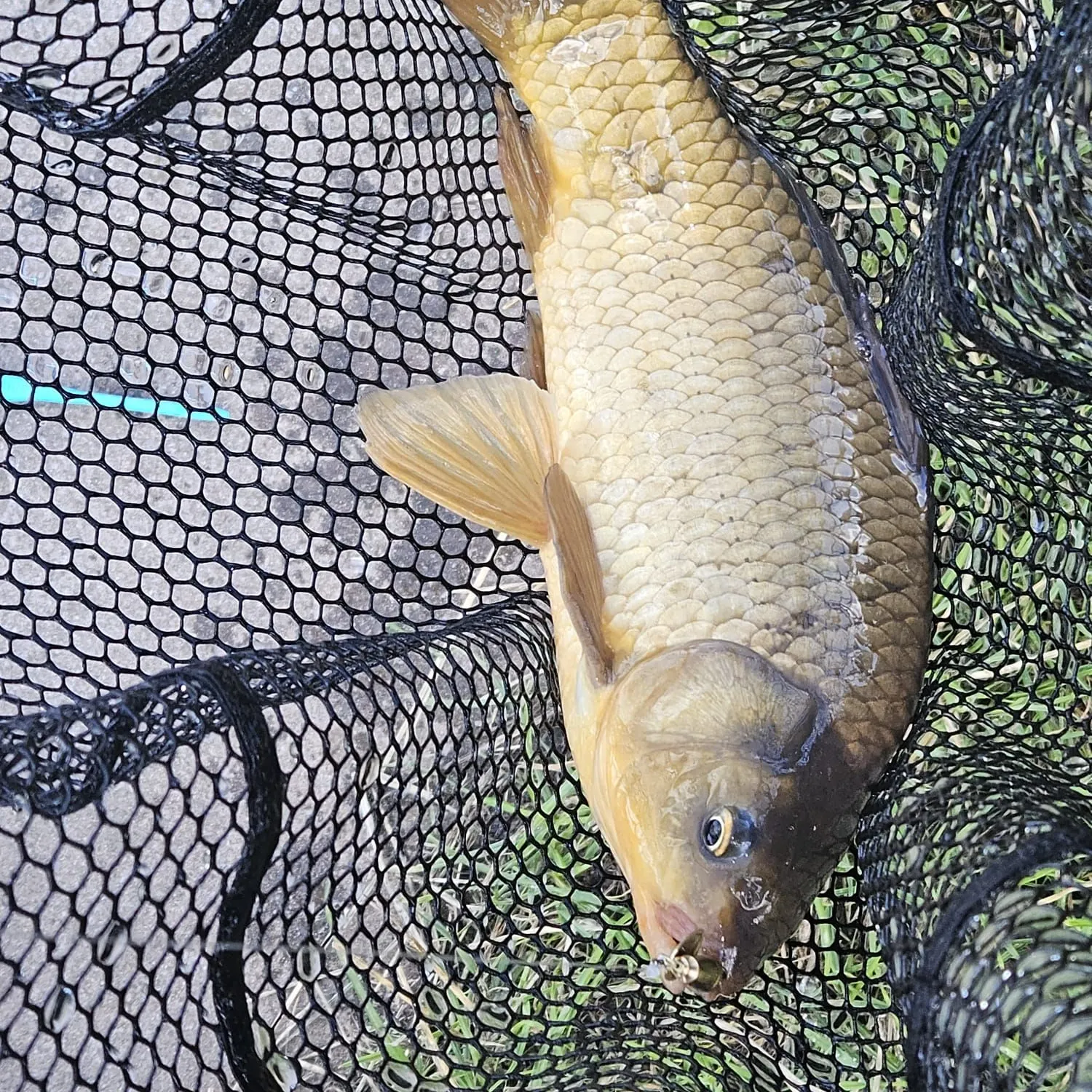 Common carp caught on Fishbrain