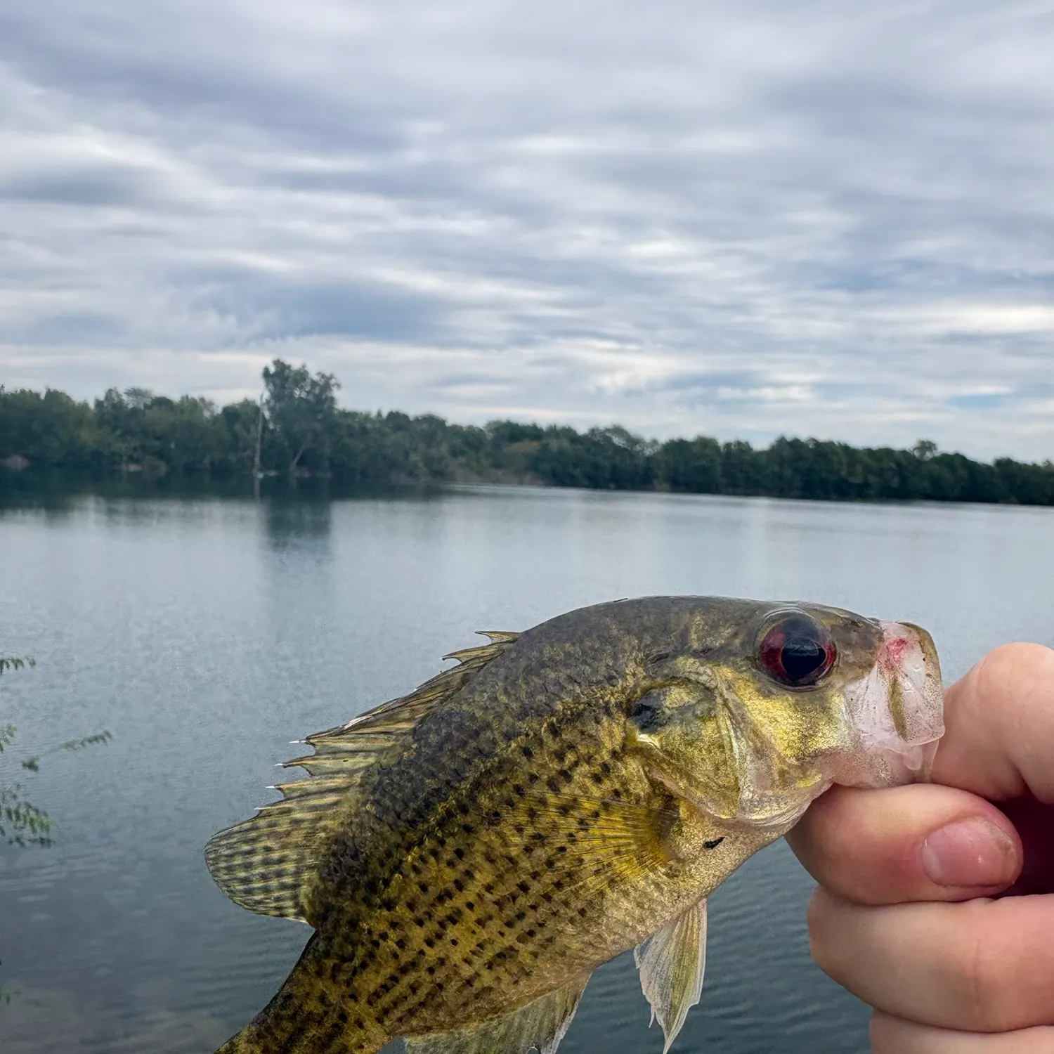 Rock bass caught on Fishbrain