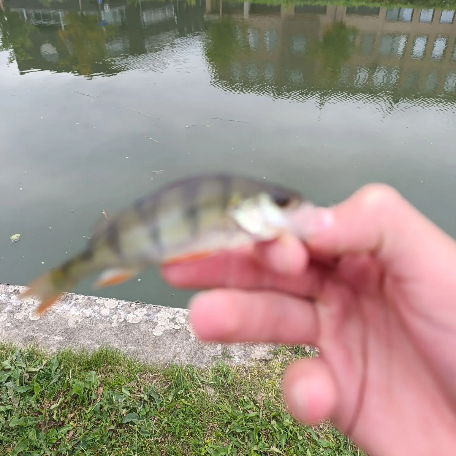 European perch caught on Fishbrain