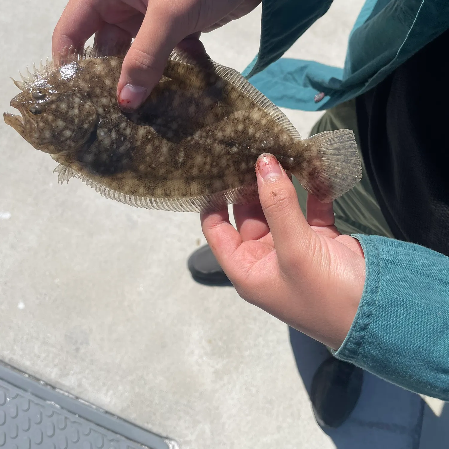 The most recent Largetooth flounder catches on Fishbrain