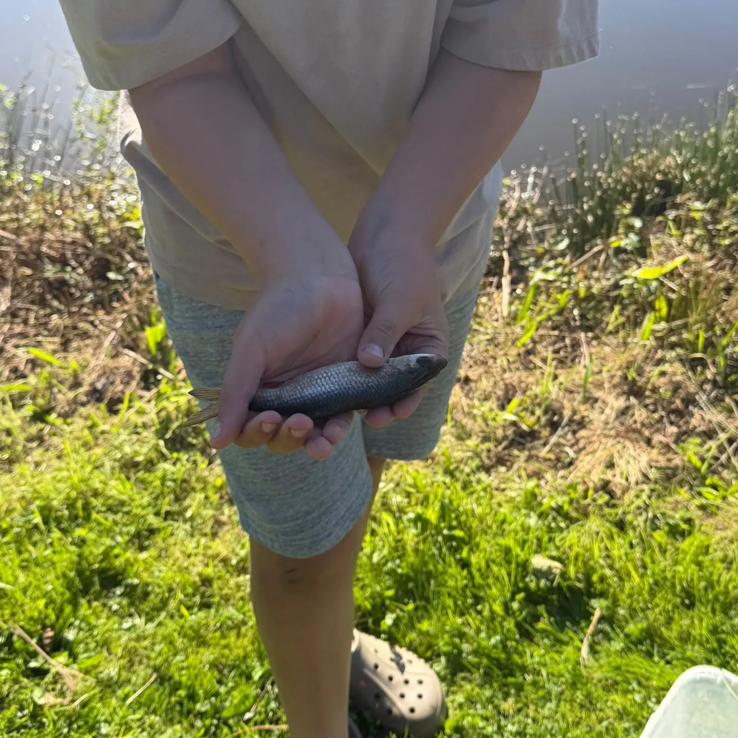 Common roach caught on Fishbrain