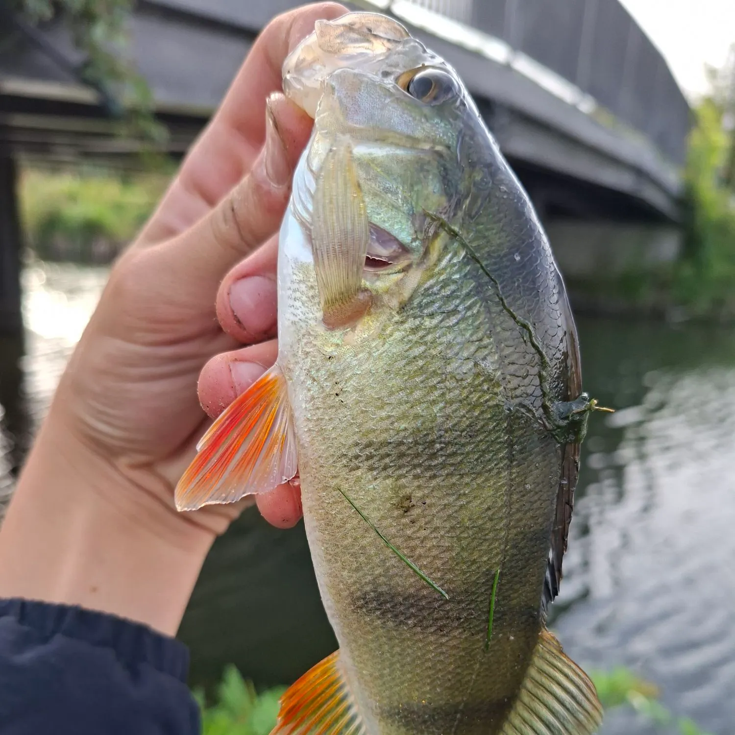 European perch caught on Fishbrain