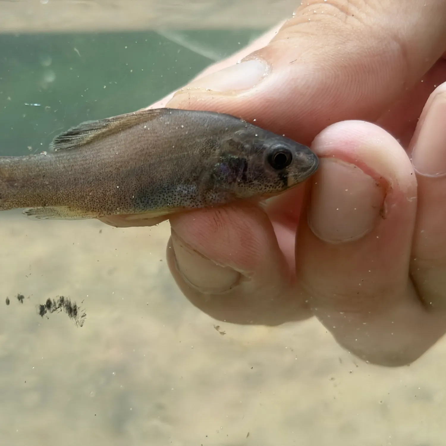 The most recent Western pirate perch catches on Fishbrain