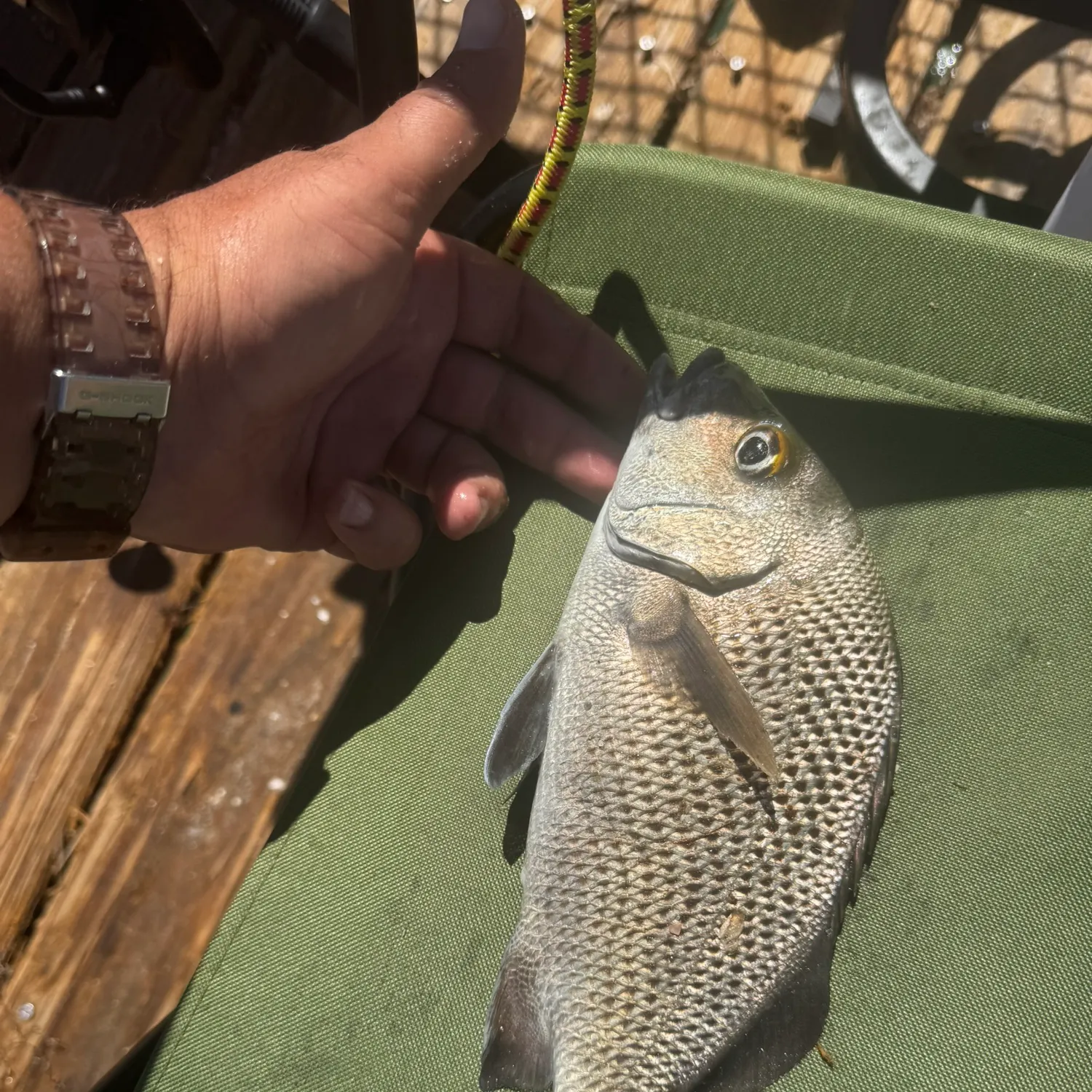The most recent Sailor's choice grunt catches on Fishbrain