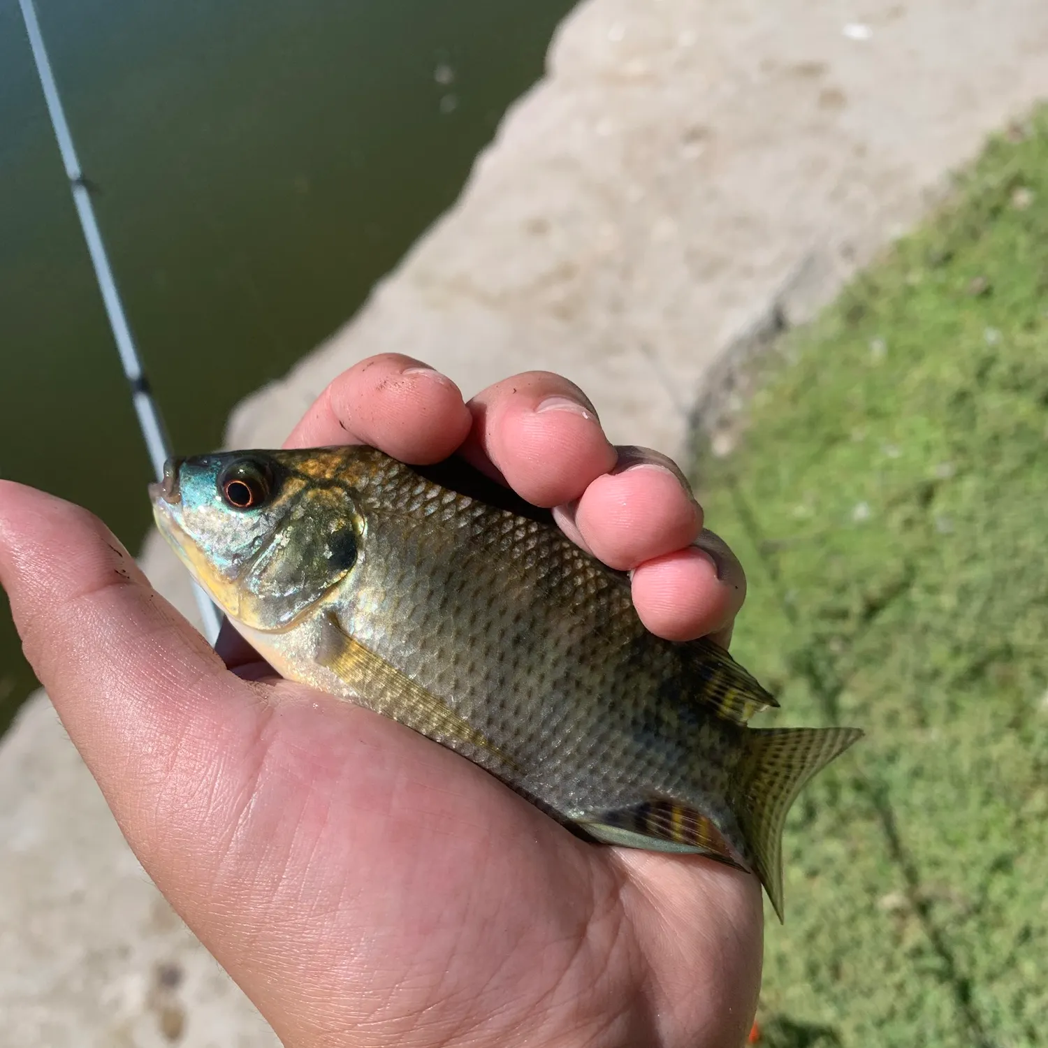Blue tilapia caught on Fishbrain