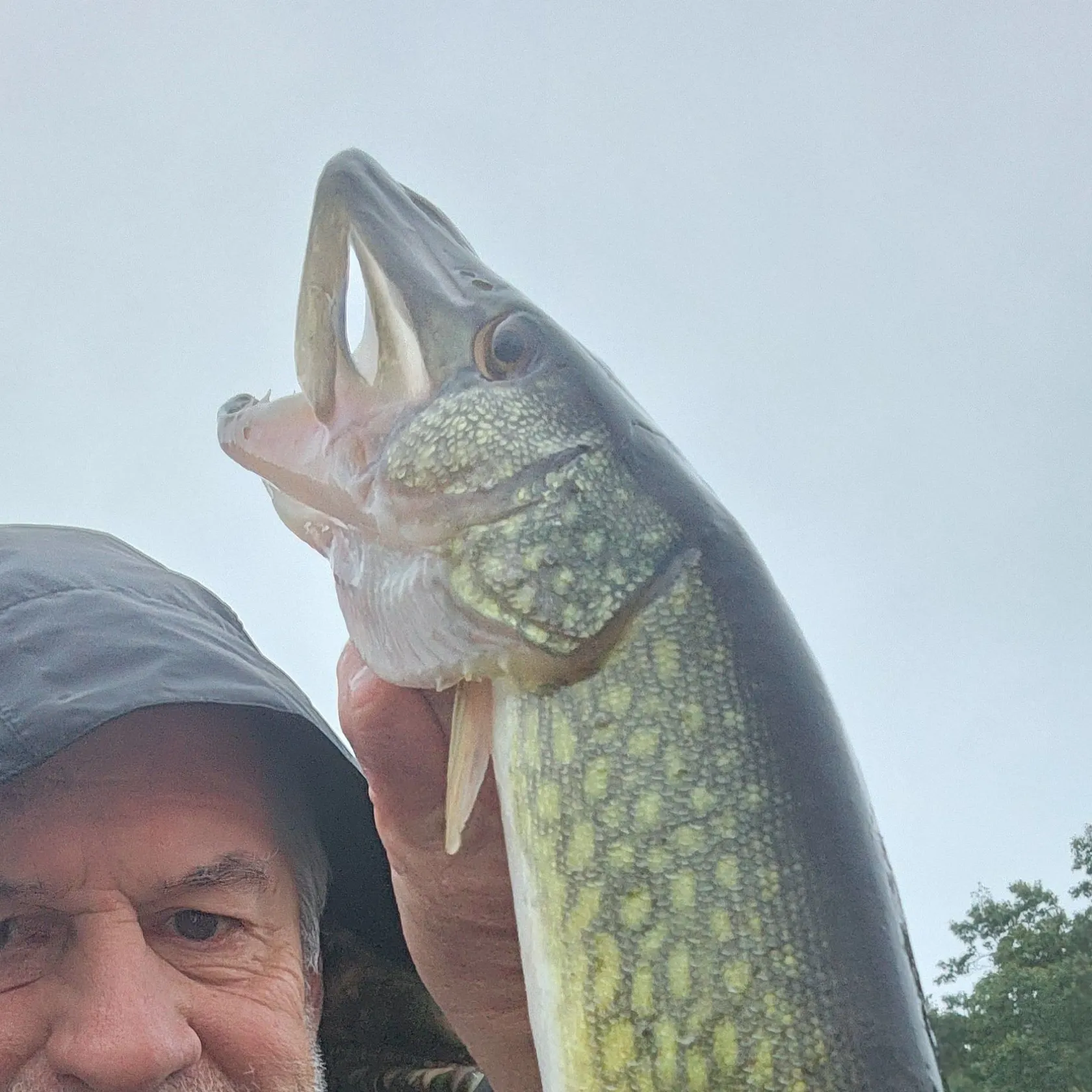 Chain pickerel caught on Fishbrain