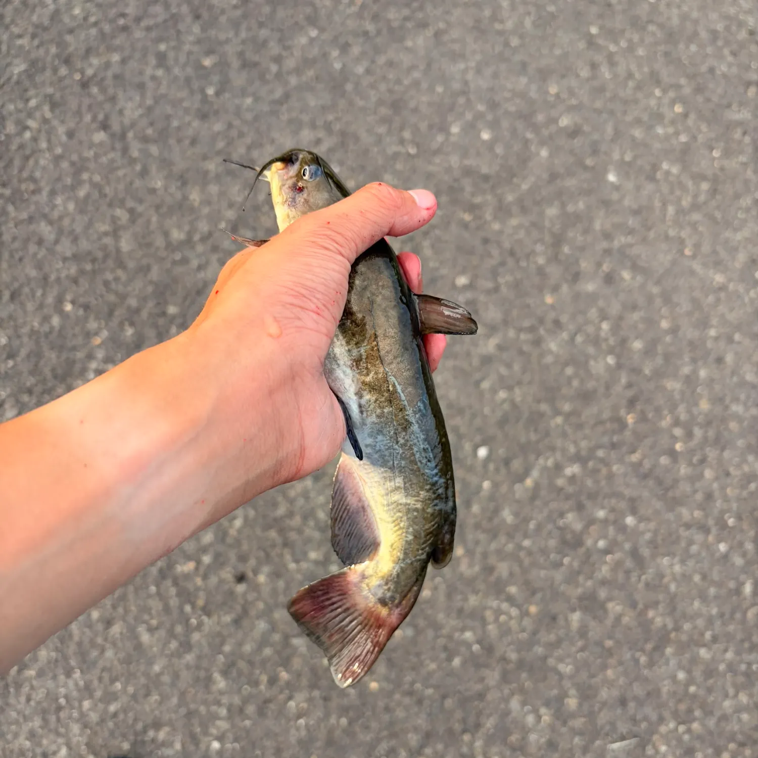 The most recent Brown bullhead catches on Fishbrain