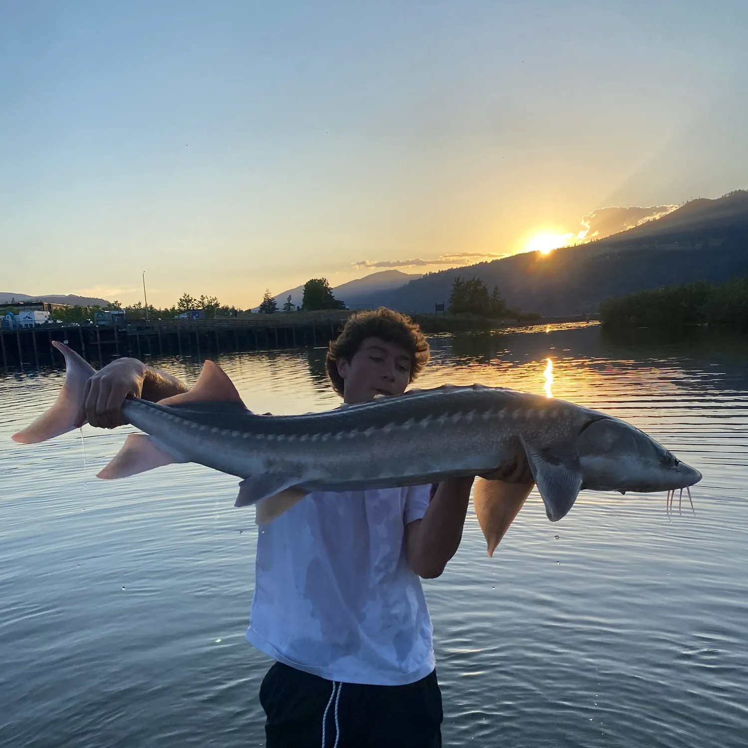 The most recent White sturgeon catches on Fishbrain