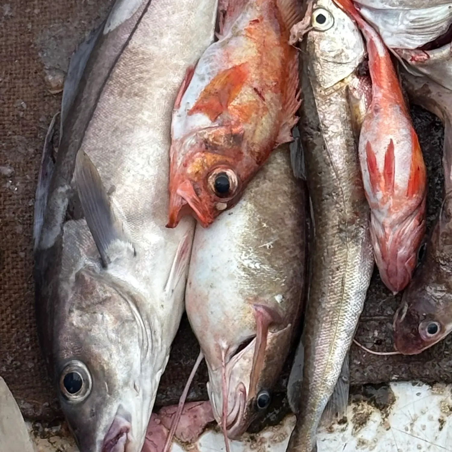 The most recent Haddock catches on Fishbrain