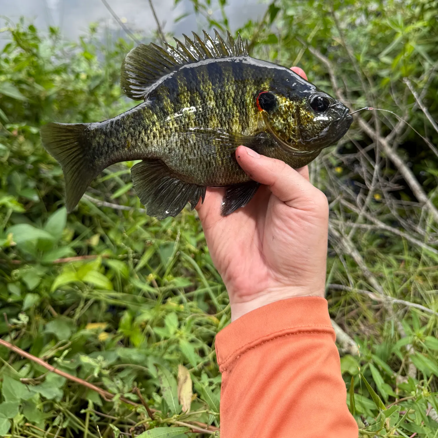 Redear sunfish caught on Fishbrain