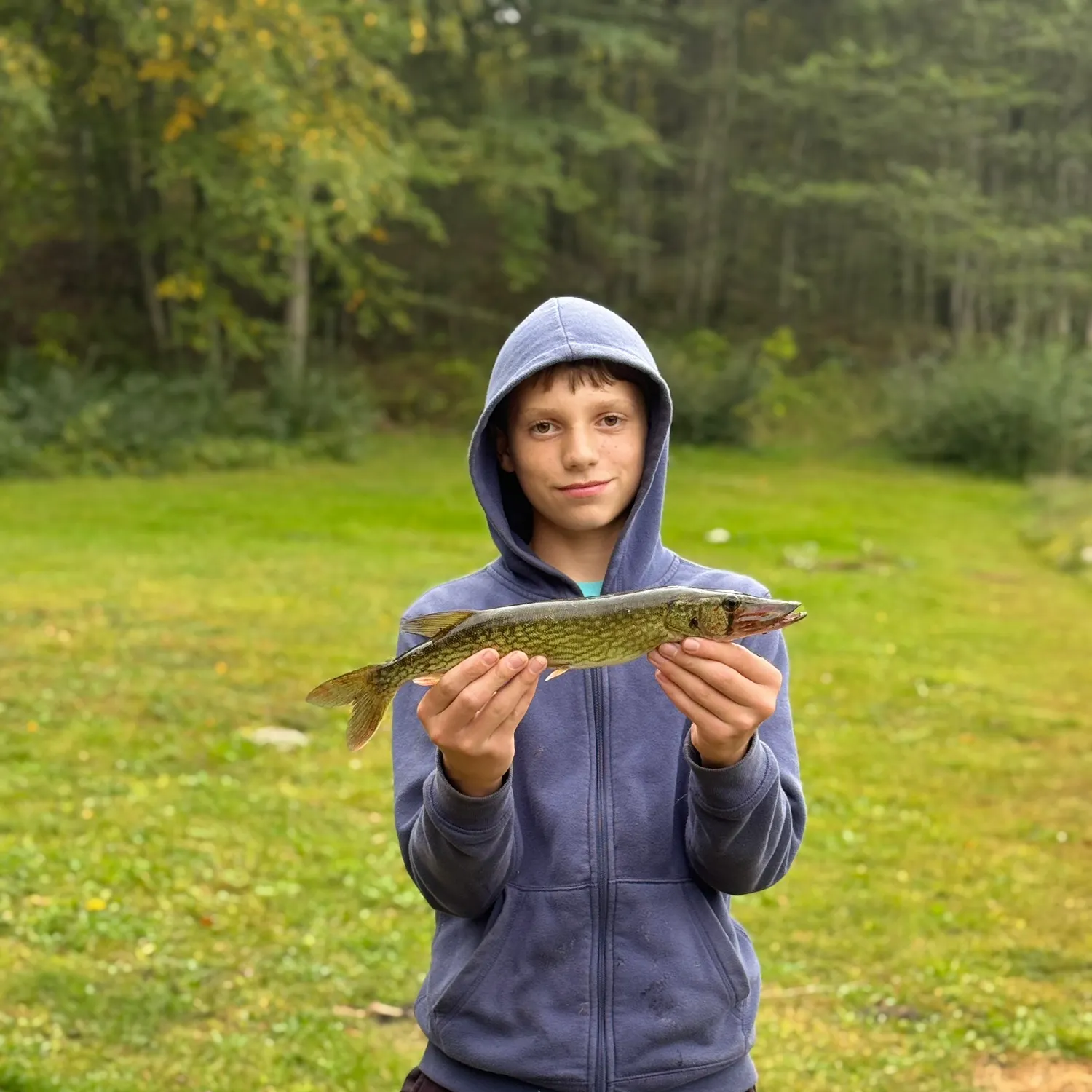 Chain pickerel caught on Fishbrain