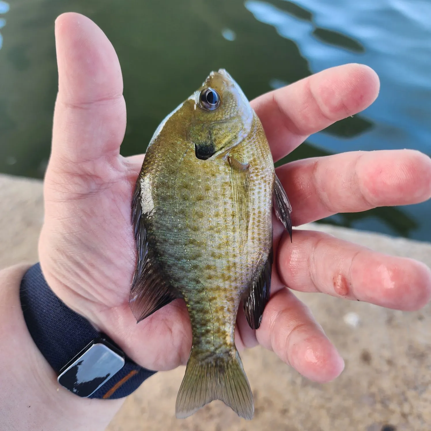 Bluegill caught on Fishbrain