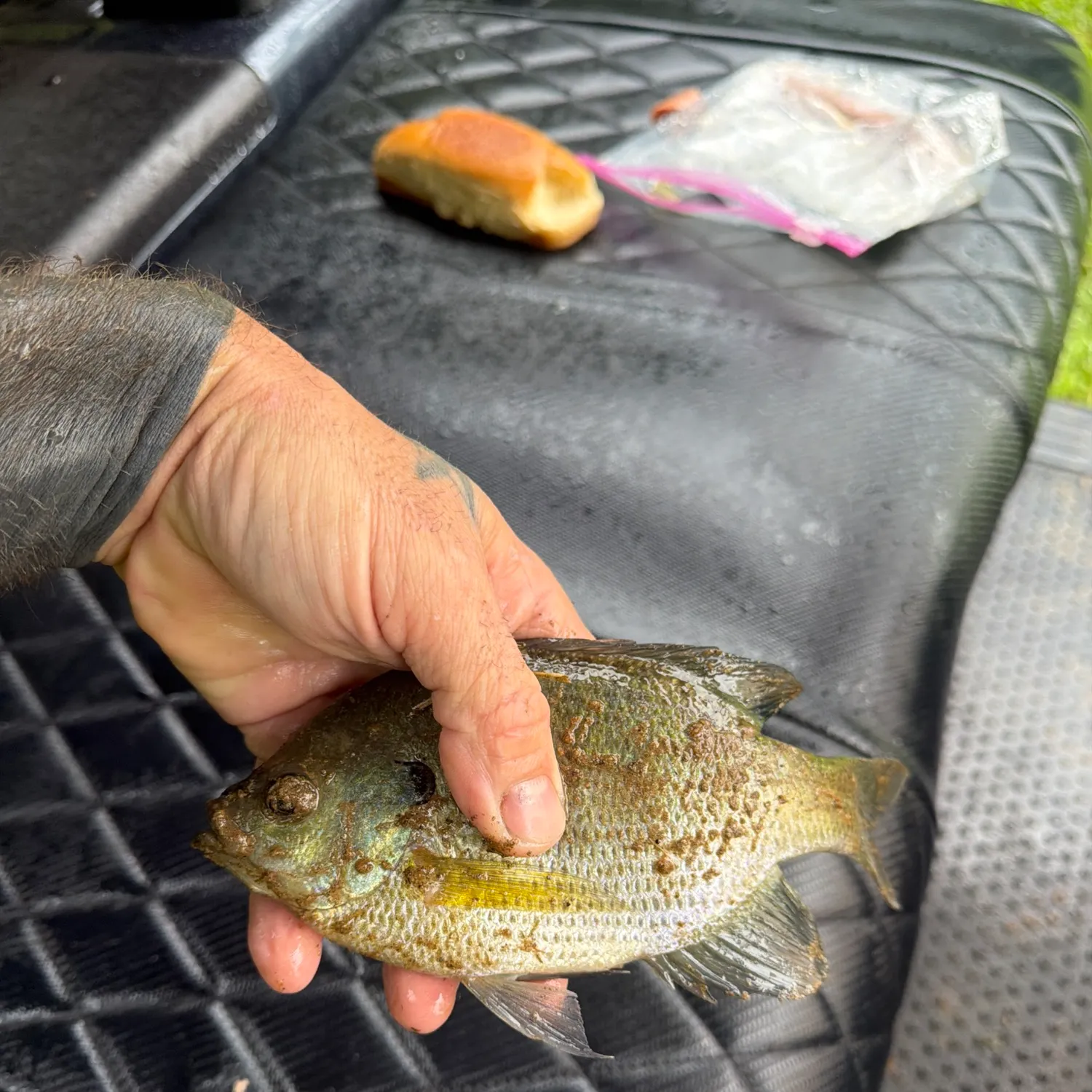 Bluegill caught on Fishbrain