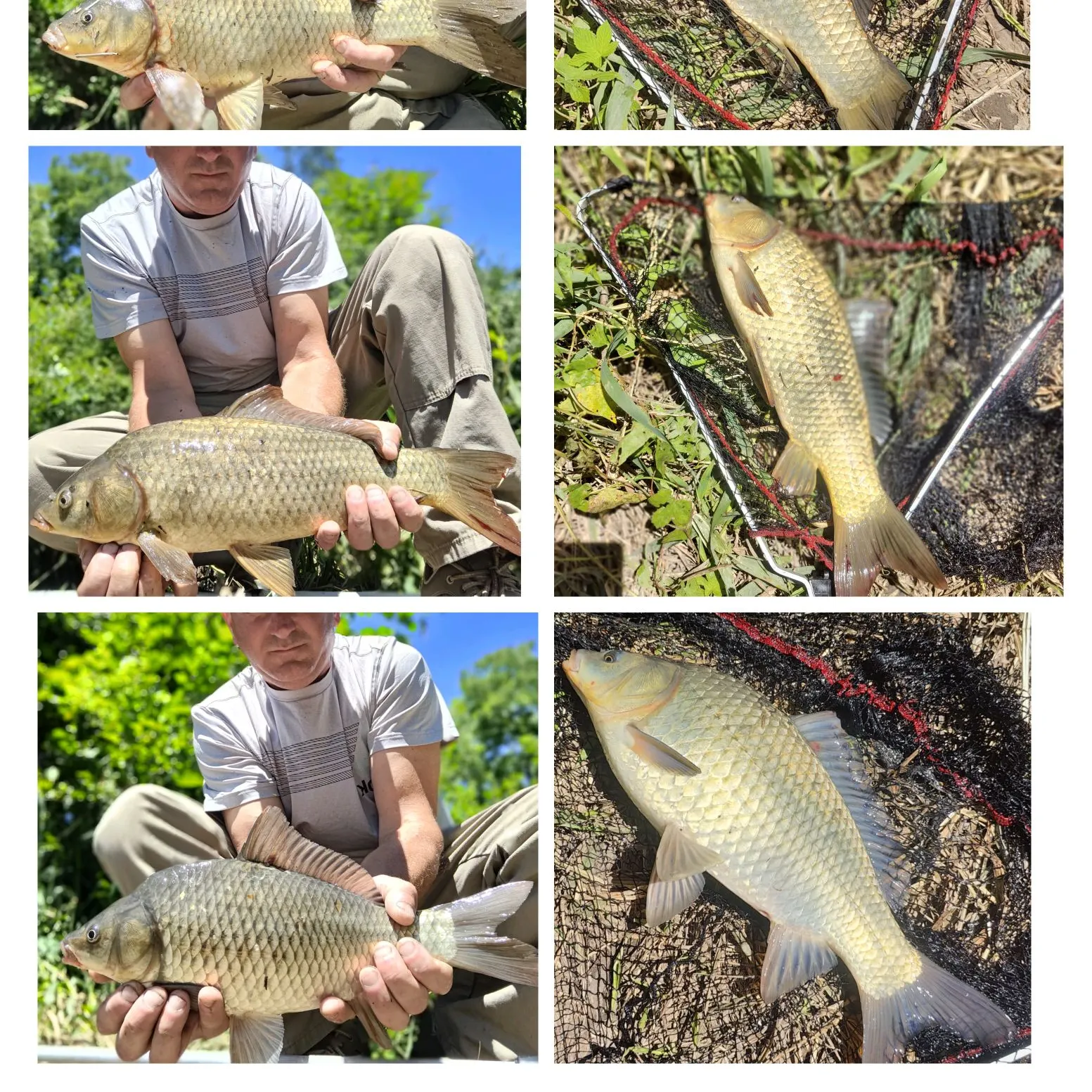 The most recent F1 carp catches on Fishbrain