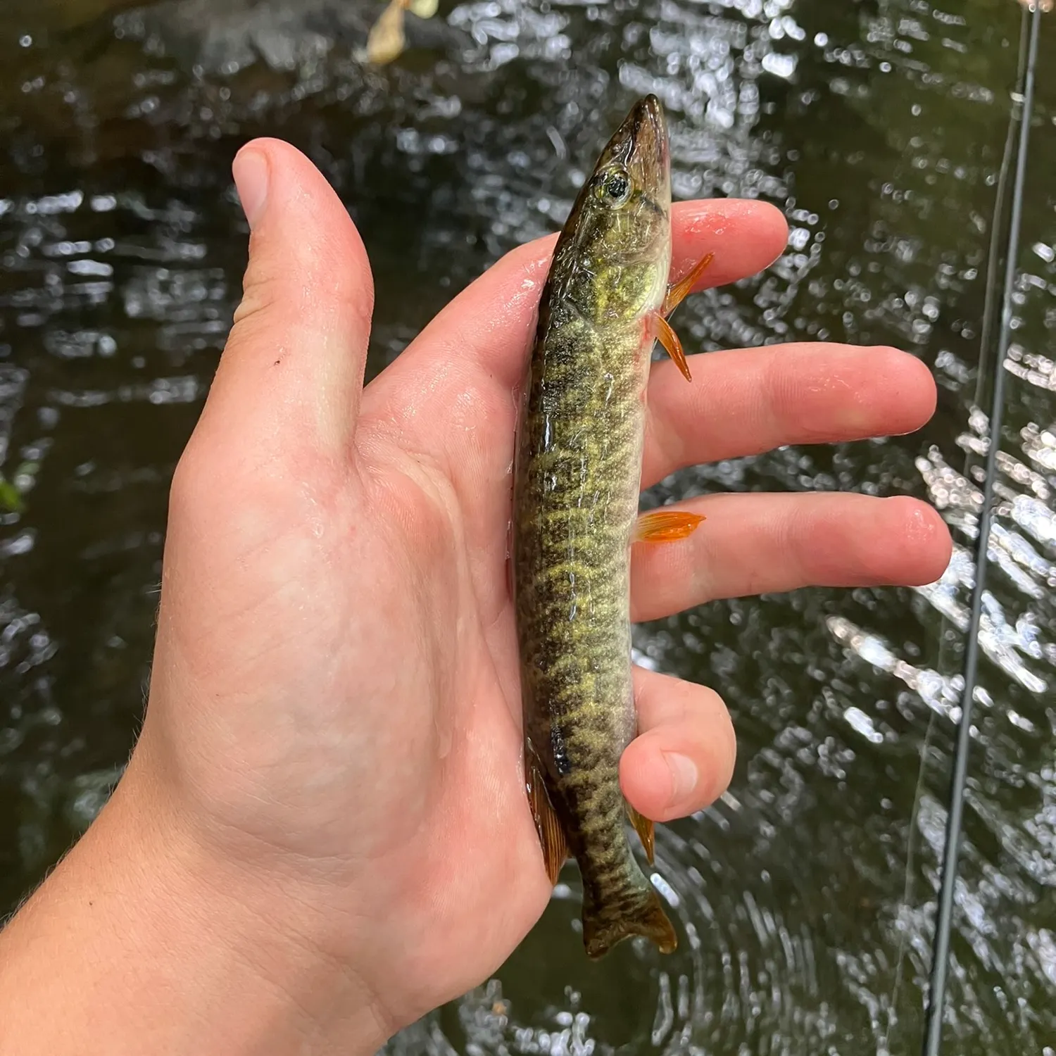 The most recent Redfin pickerel catches on Fishbrain
