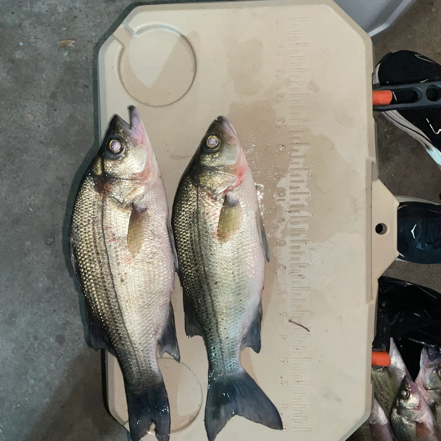 White bass caught on Fishbrain