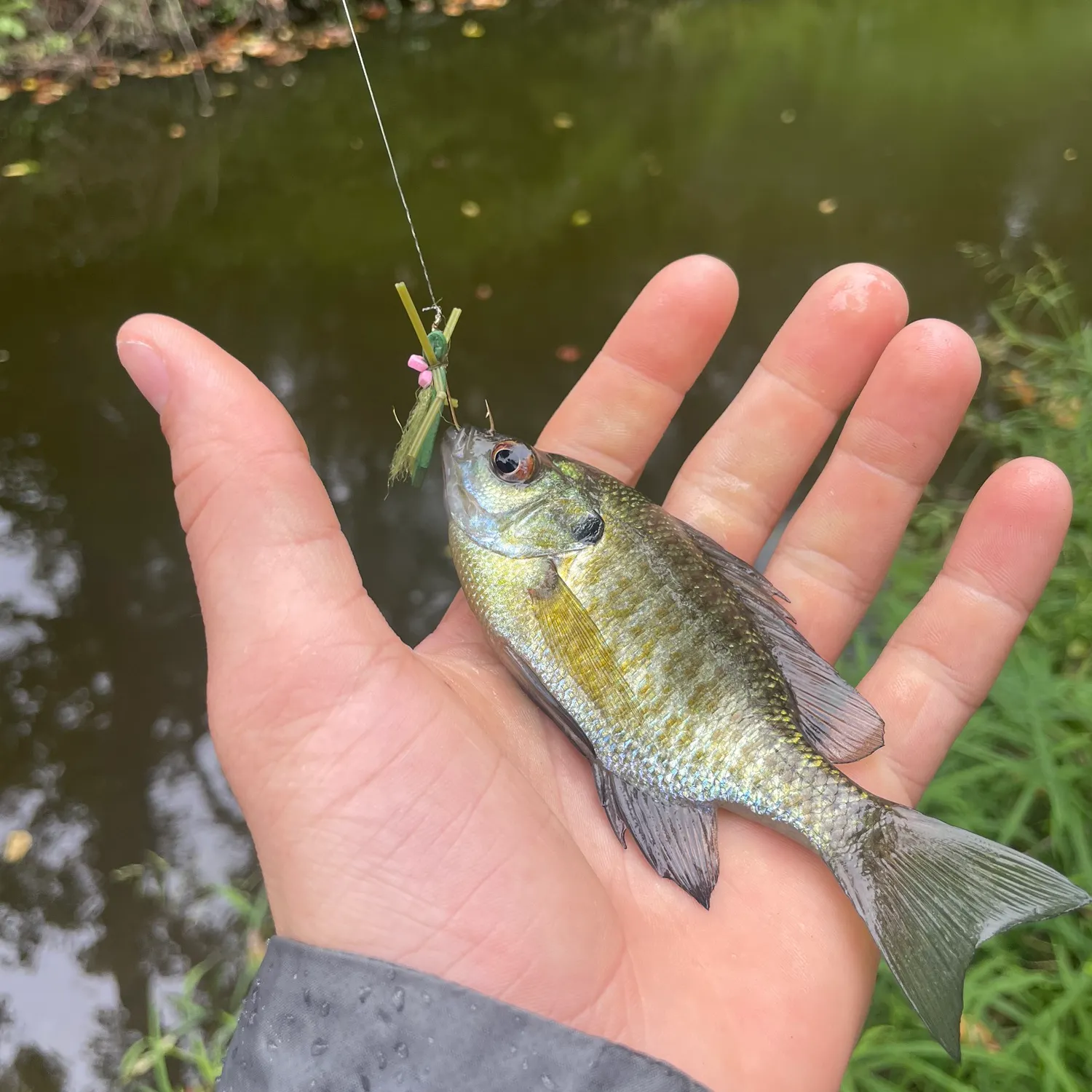 Bluegill caught on Fishbrain