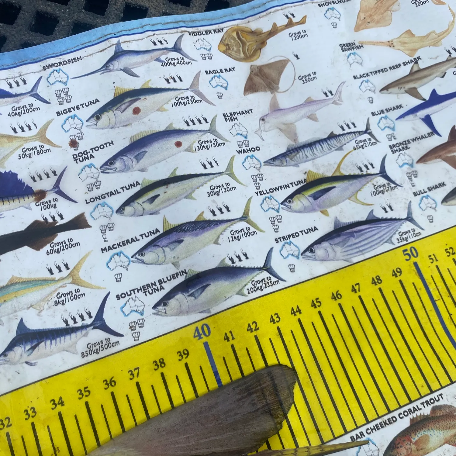 Blue salmon catfish caught on Fishbrain