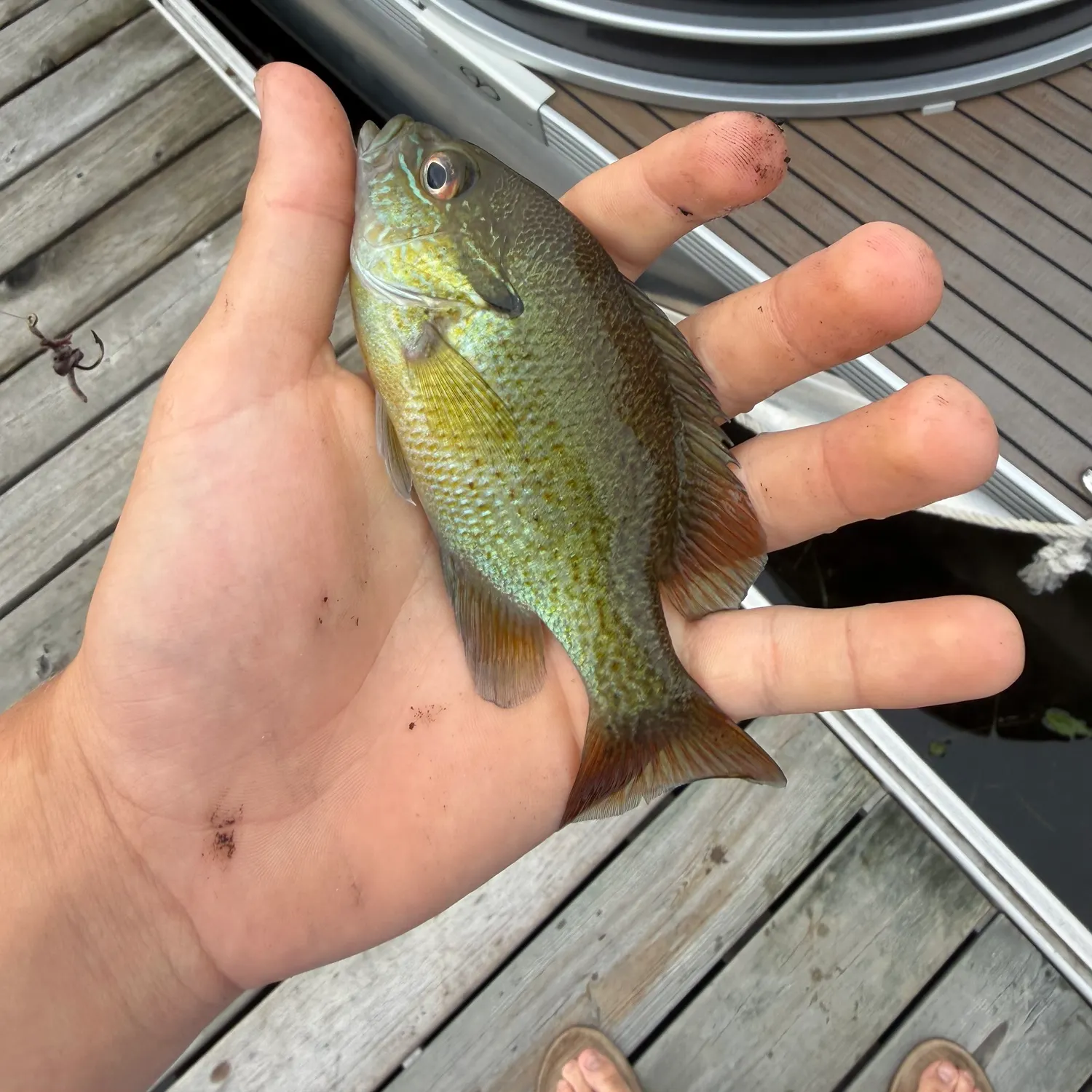 Green sunfish caught on Fishbrain