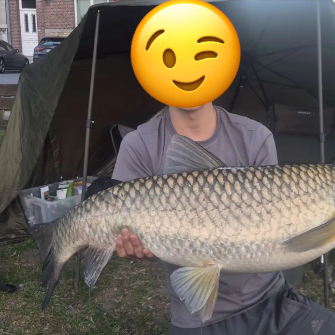 Grass carp caught on Fishbrain