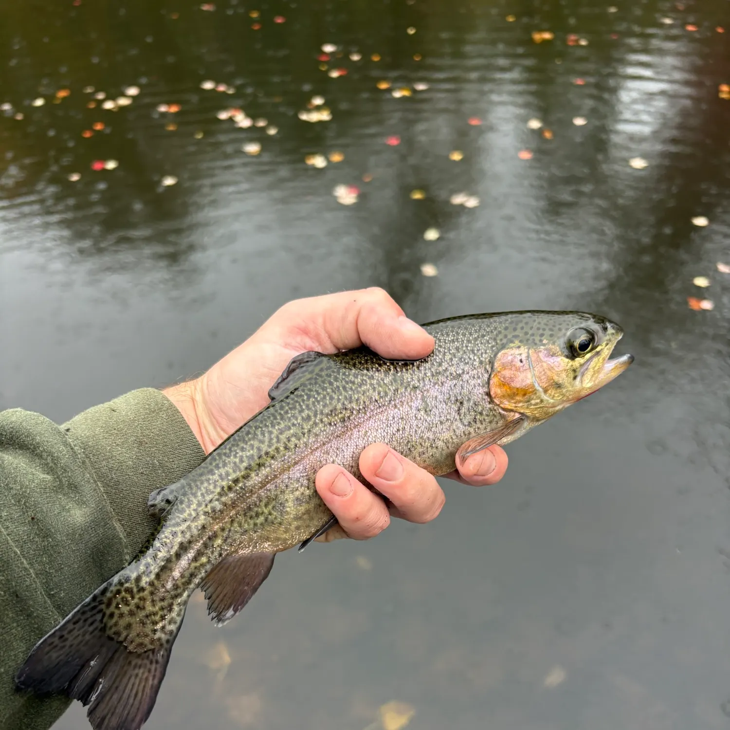 Rainbow trout caught on Fishbrain