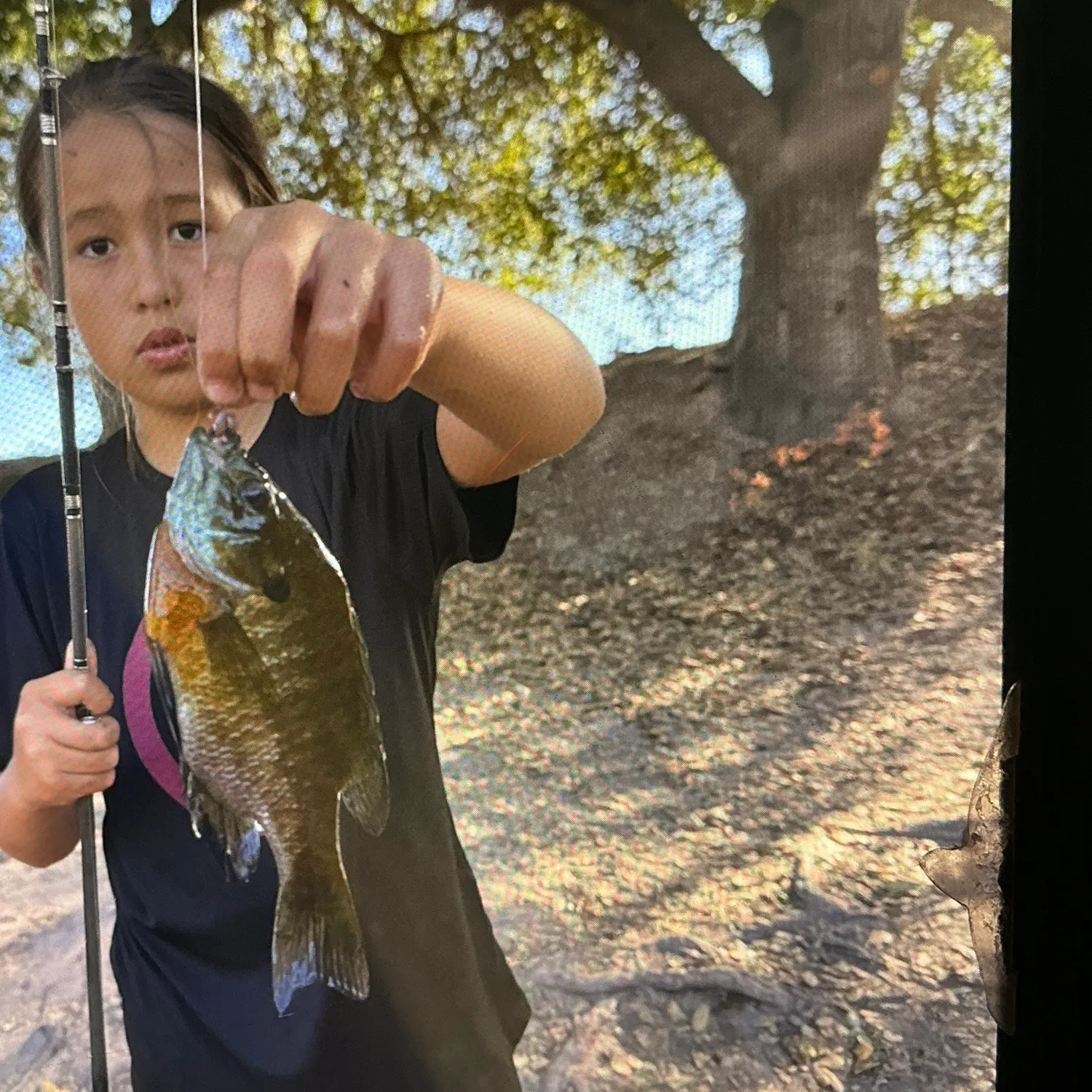 Bluegill caught on Fishbrain