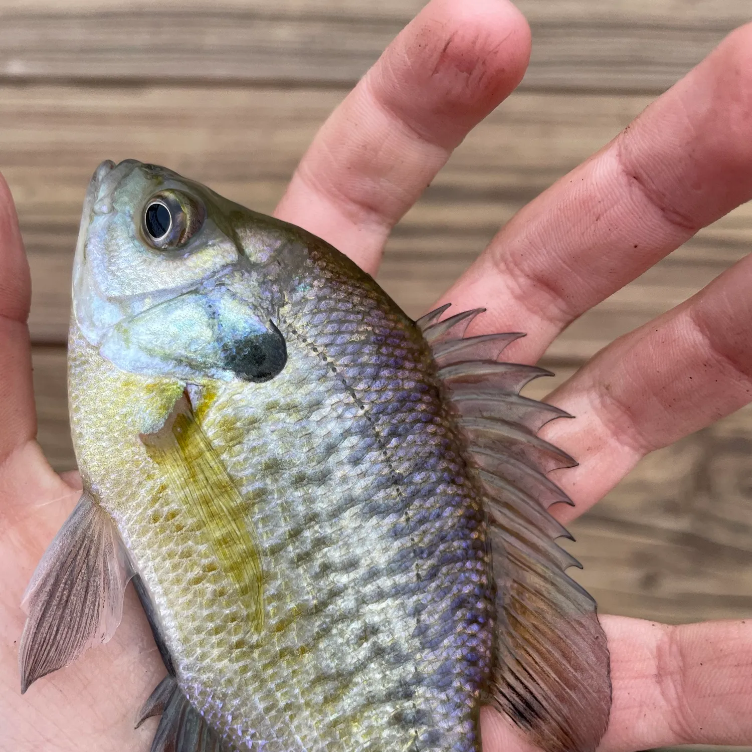 Bluegill caught on Fishbrain
