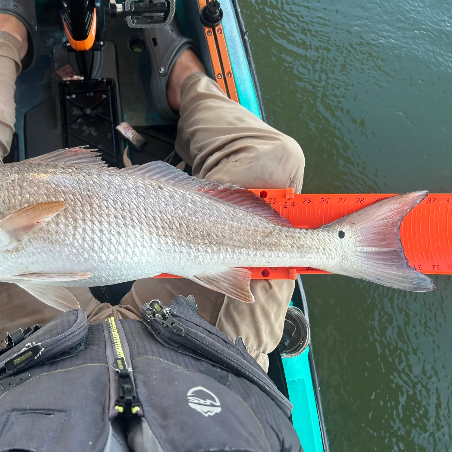 Red drum caught on Fishbrain