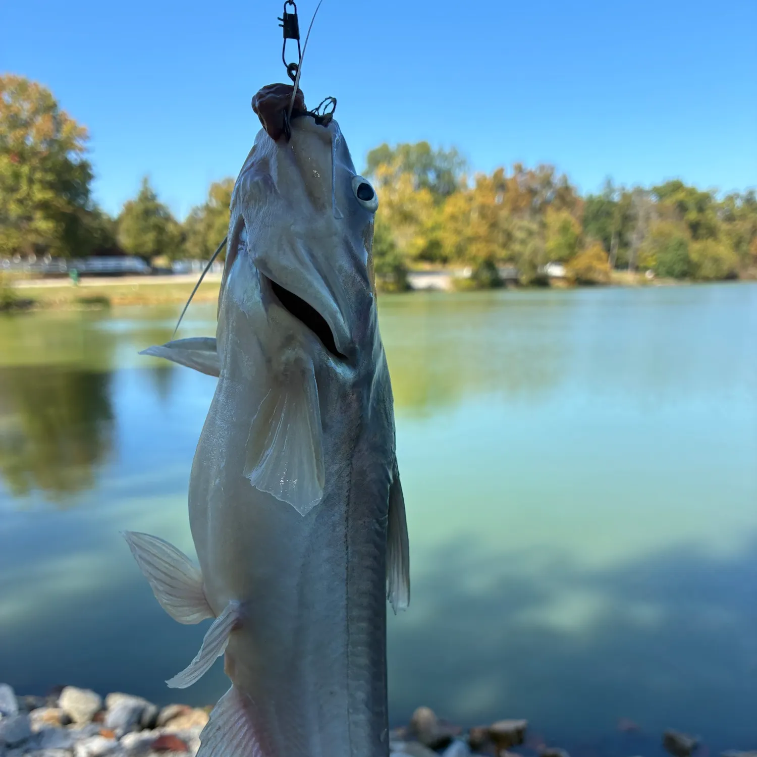 Channel catfish caught on Fishbrain