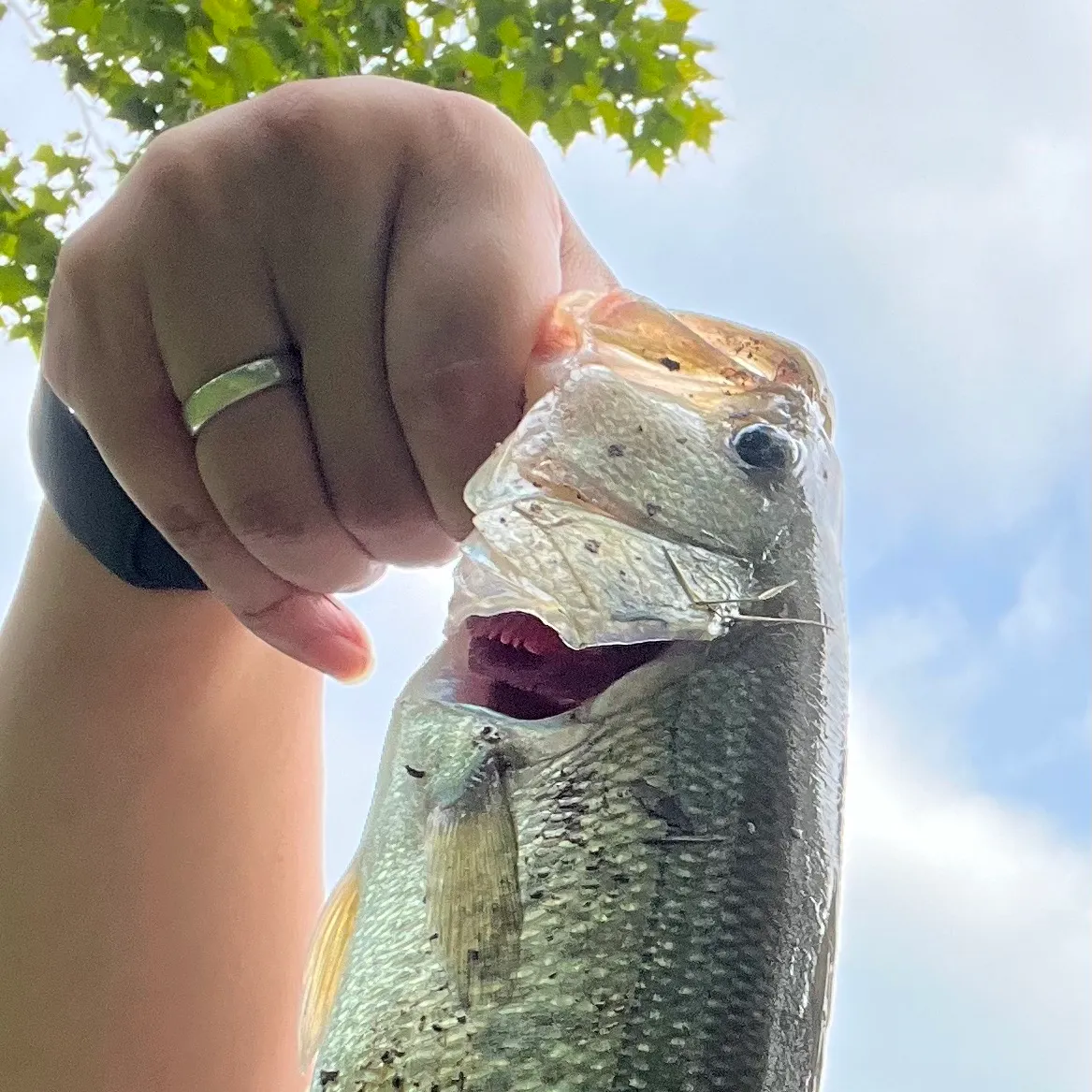 Largemouth bass caught on Fishbrain