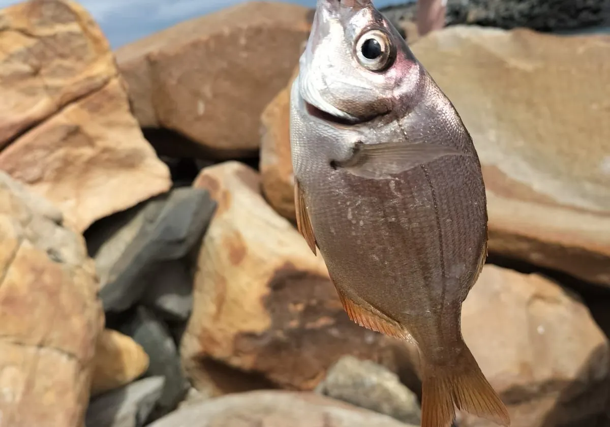 Hottentot seabream