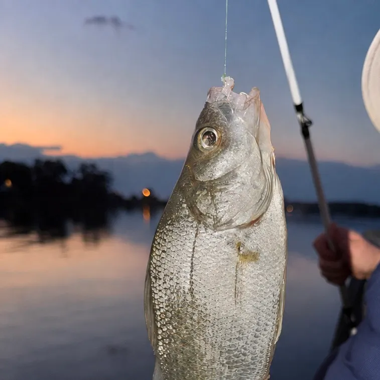White perch caught on Fishbrain