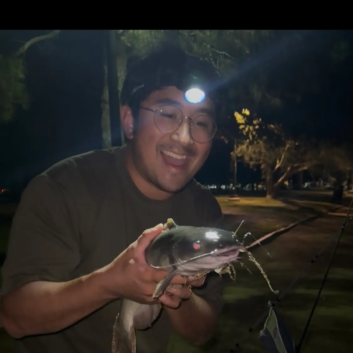 Black bullhead caught on Fishbrain