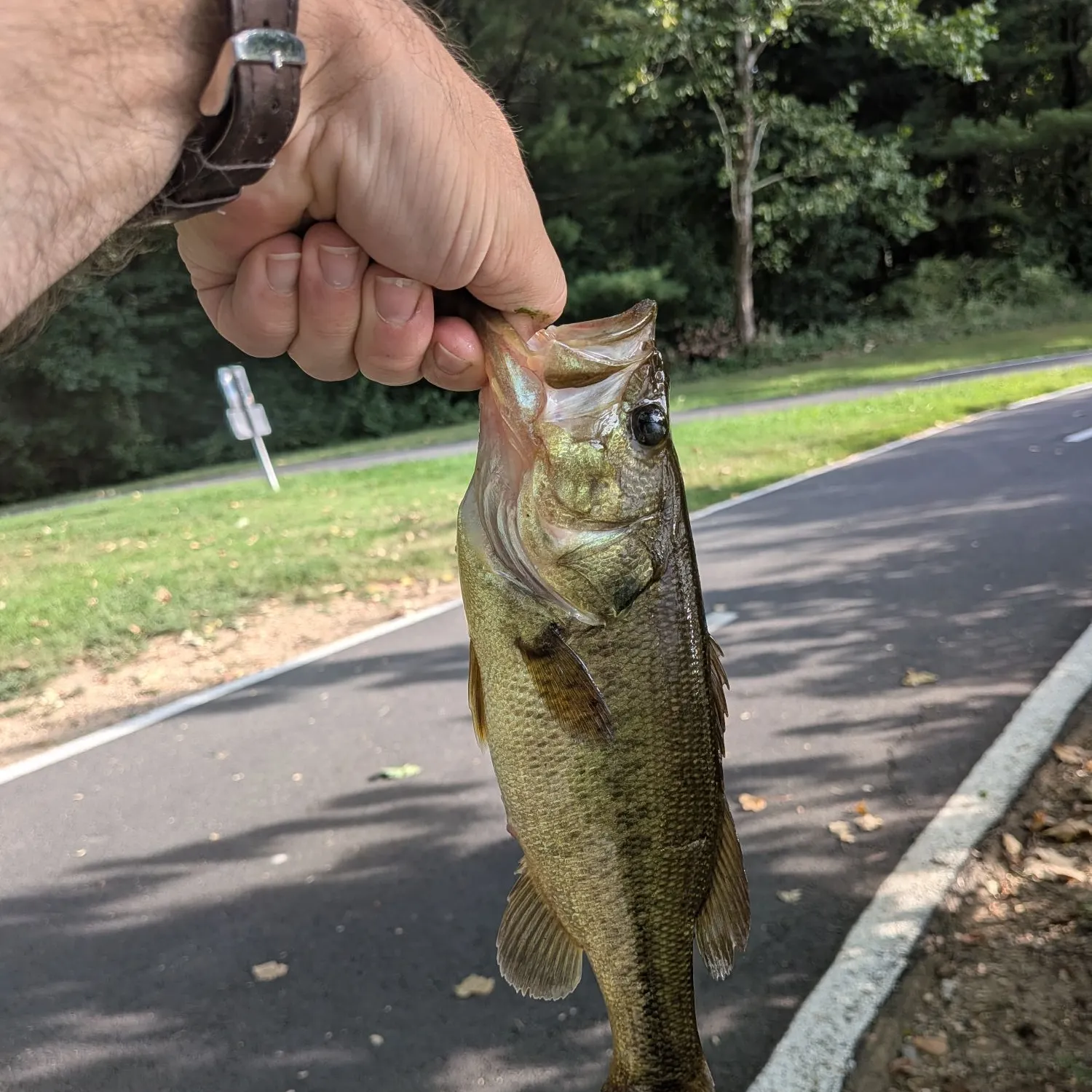 Largemouth bass caught on Fishbrain