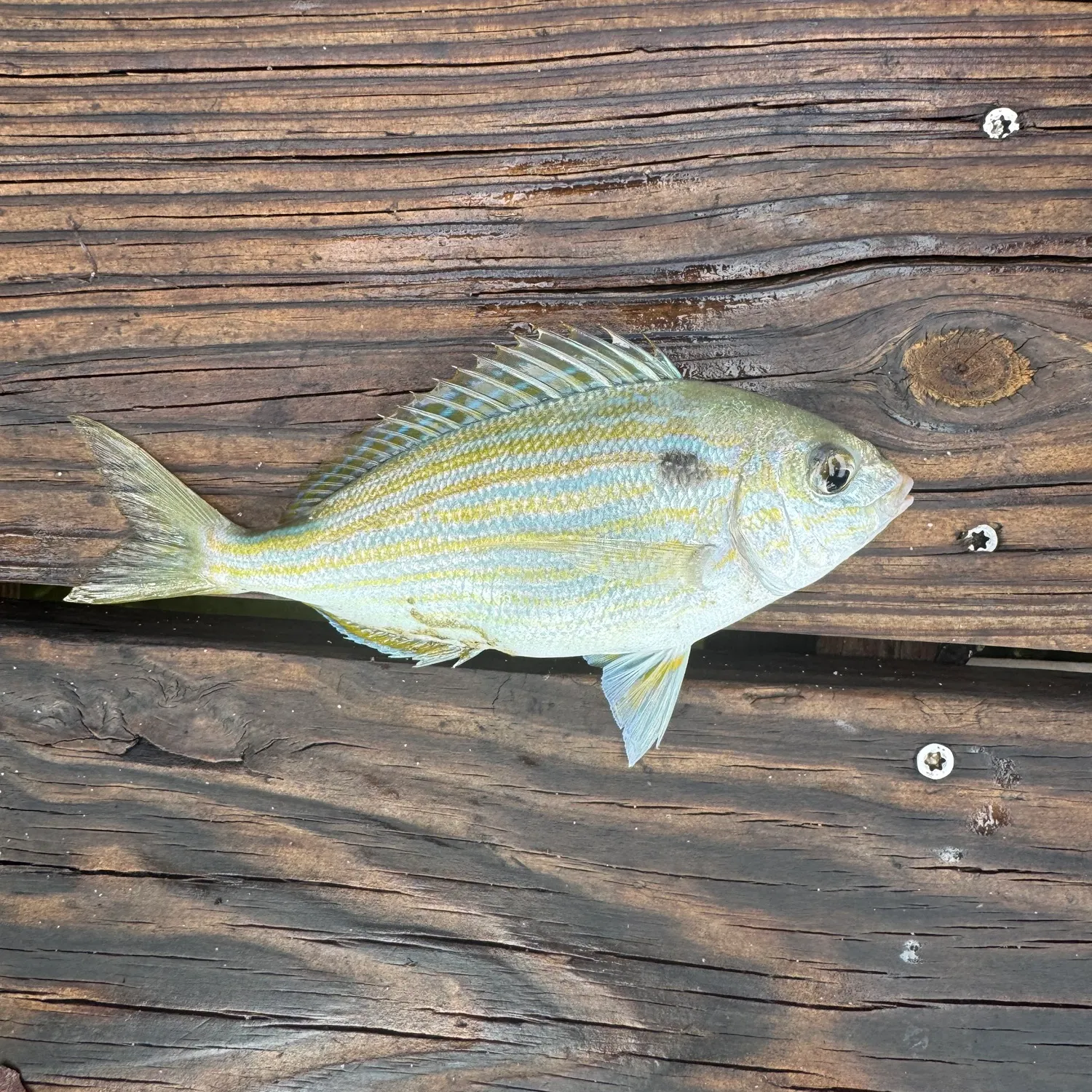Pinfish caught on Fishbrain