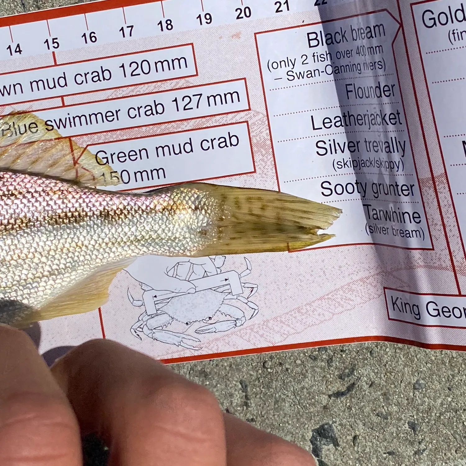 The most recent Striped trumpeter catches on Fishbrain