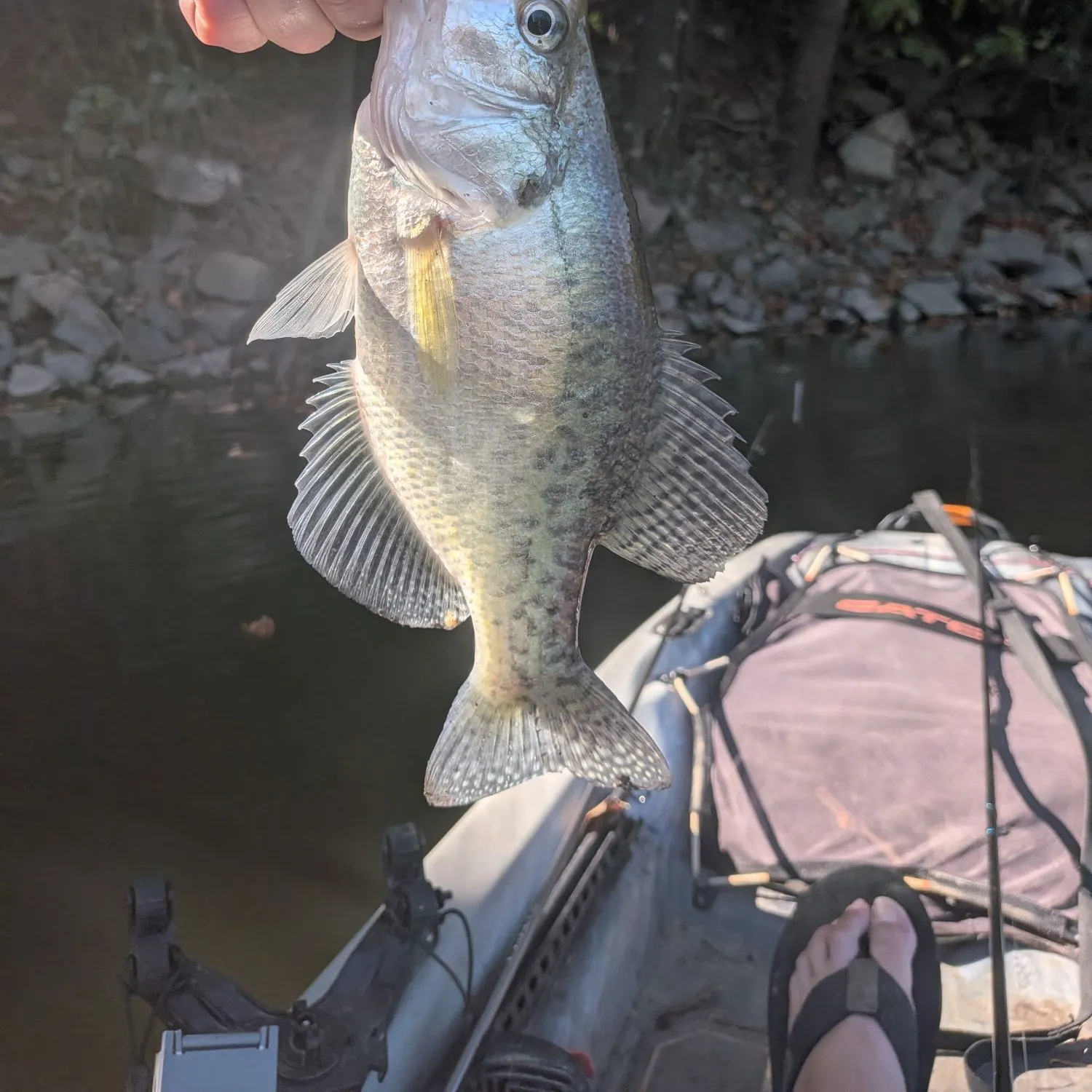White crappie caught on Fishbrain
