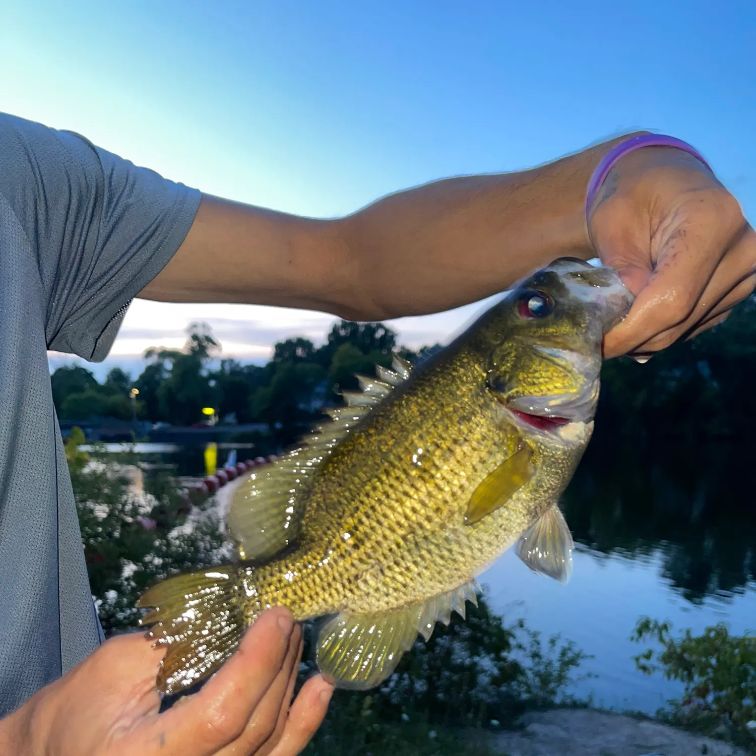 Rock bass caught on Fishbrain