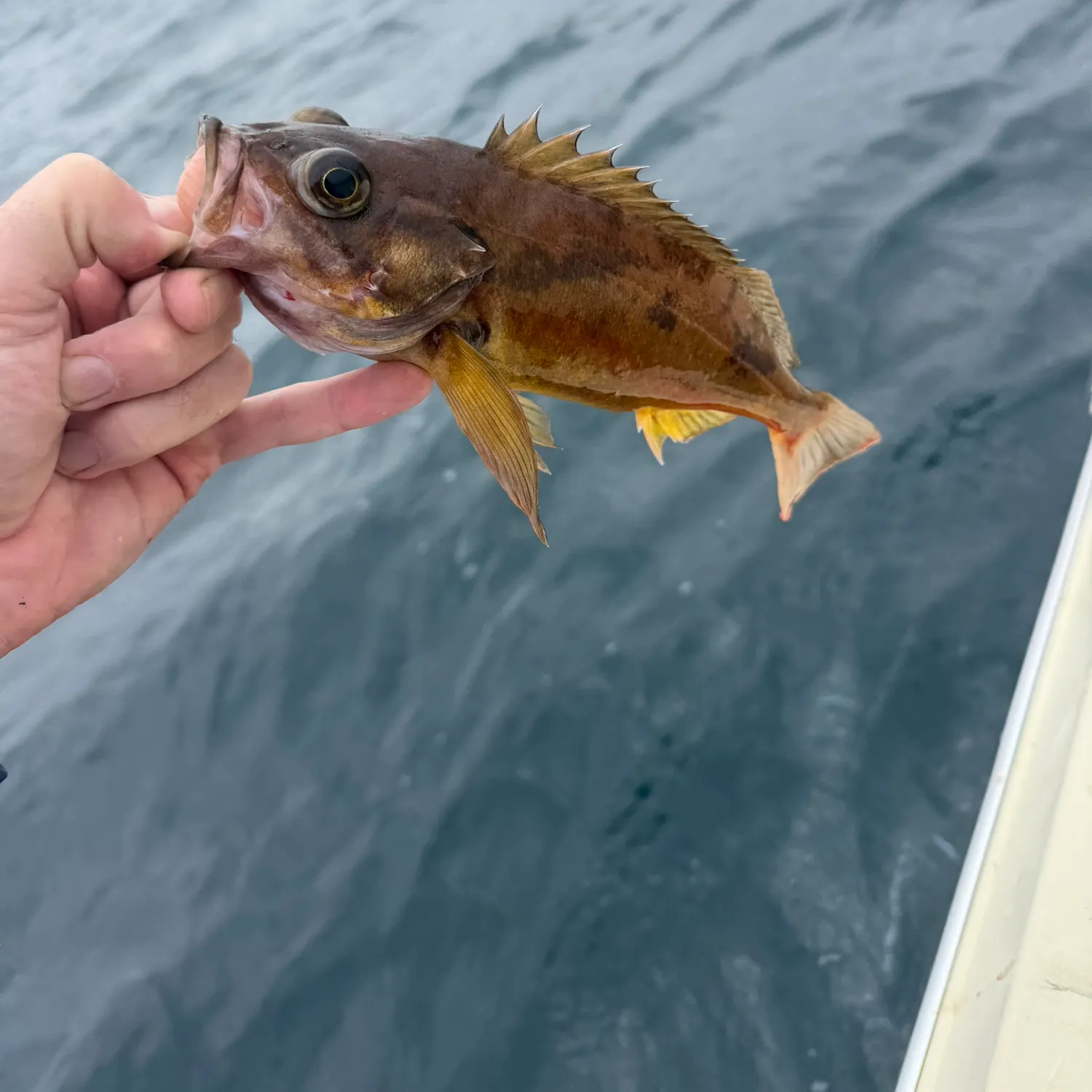The most recent Squarespot rockfish catches on Fishbrain