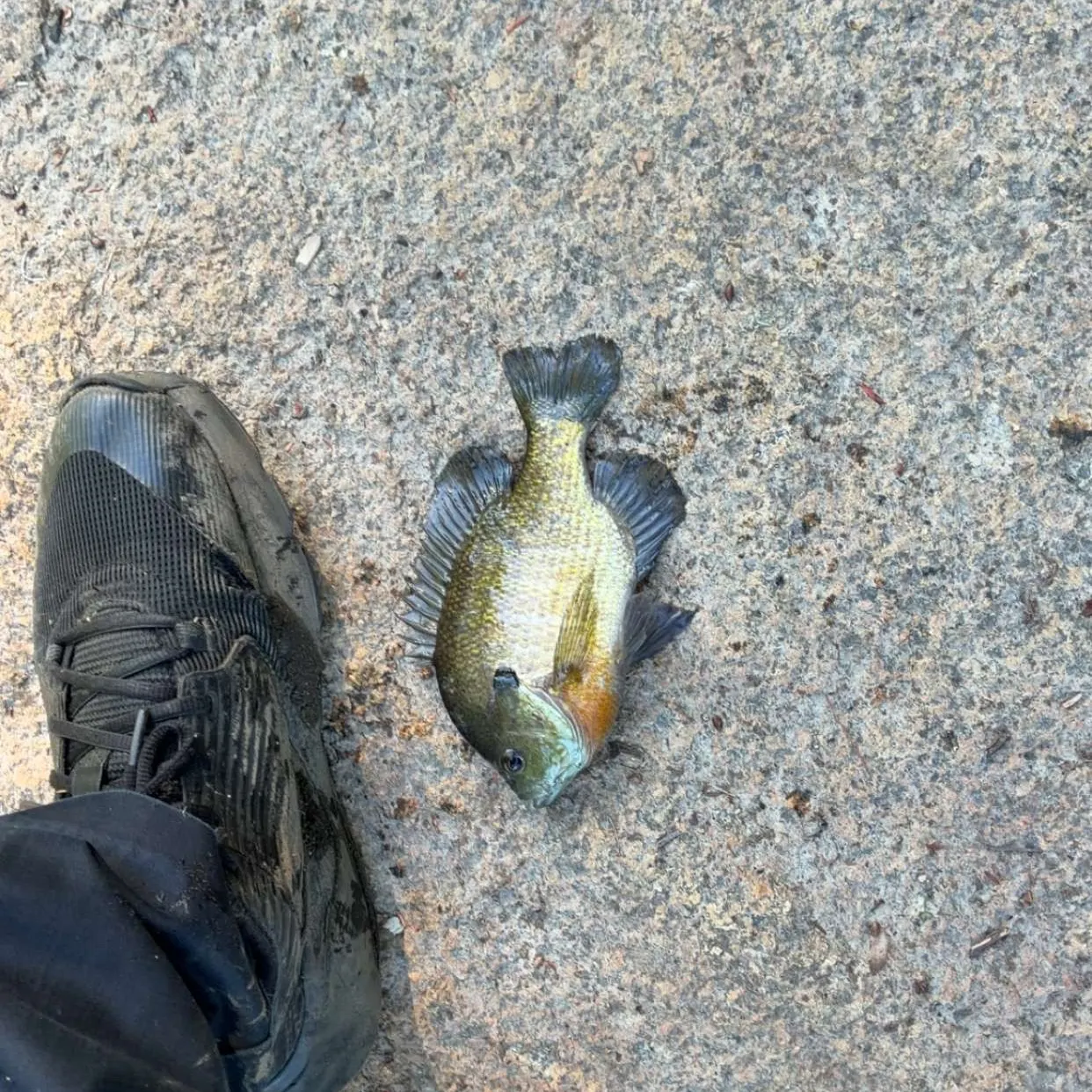 Bluegill caught on Fishbrain