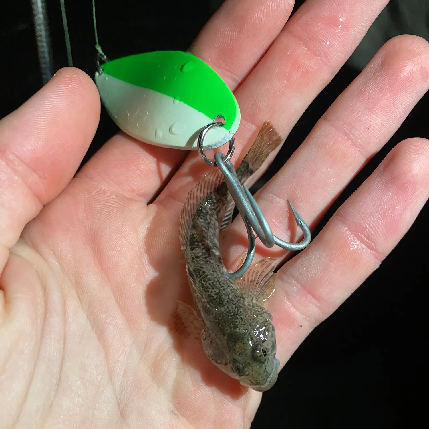 The most recent Riffle sculpin catches on Fishbrain