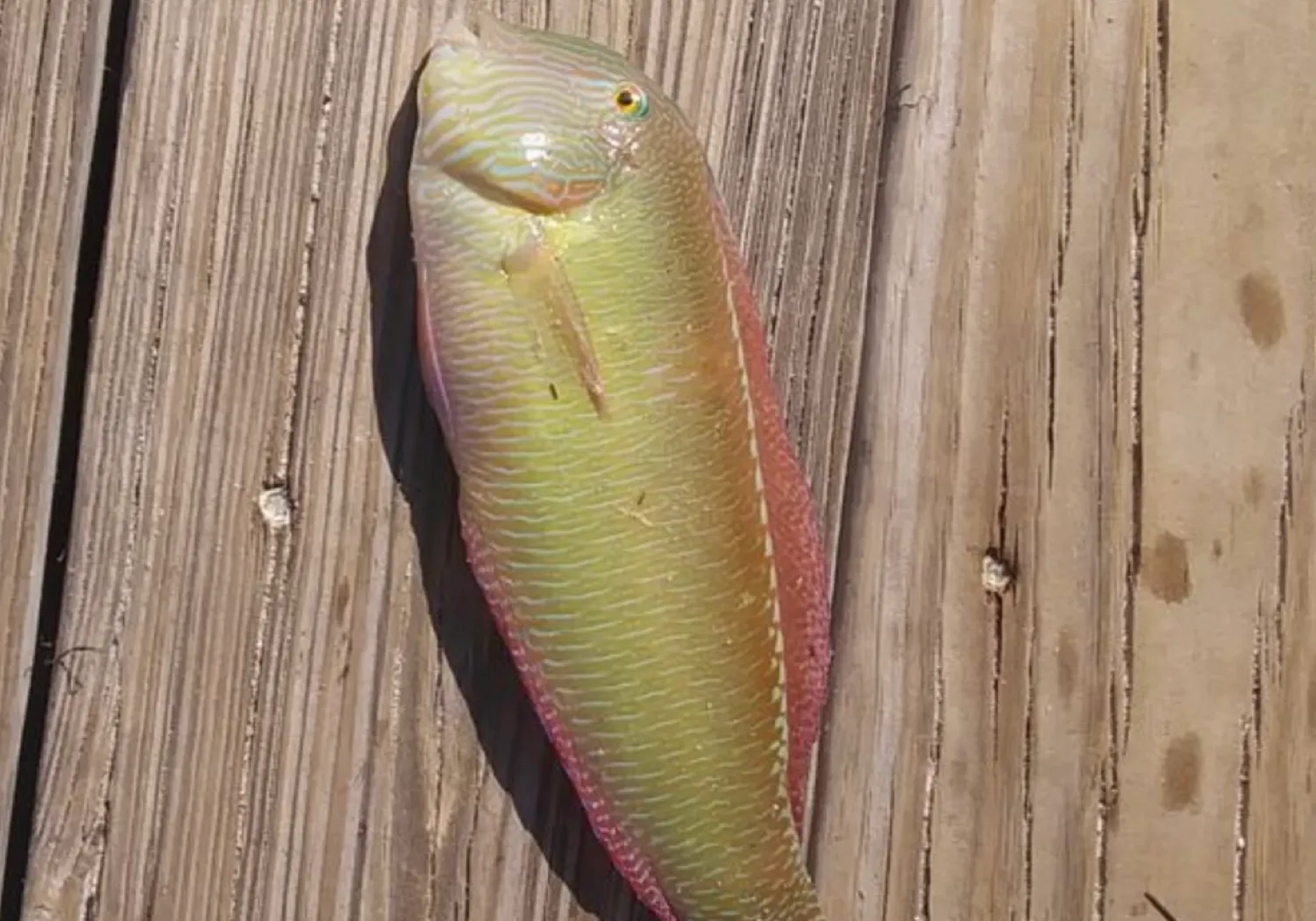 Peacock wrasse