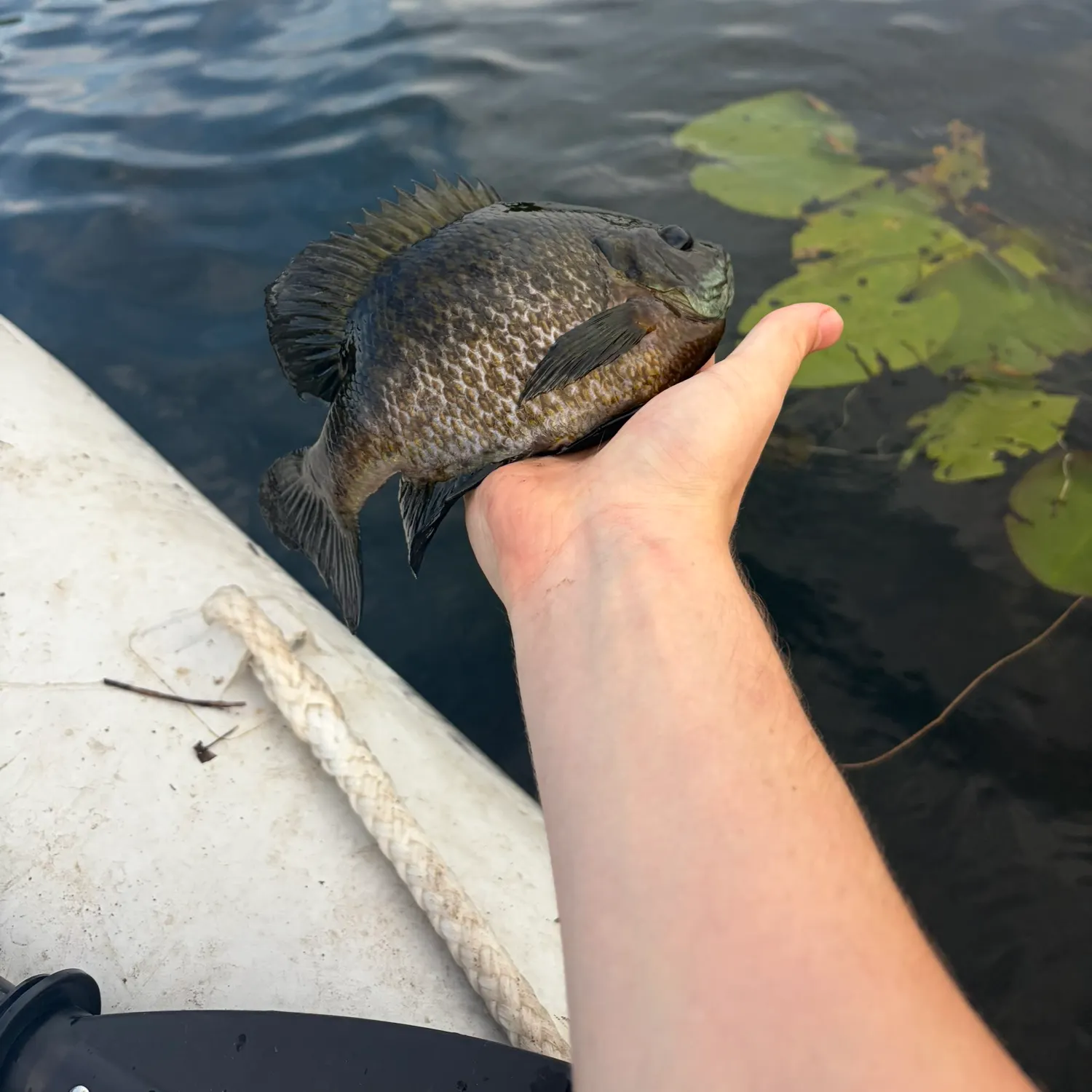 catch