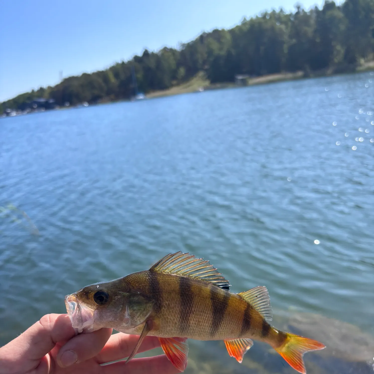 European perch caught on Fishbrain