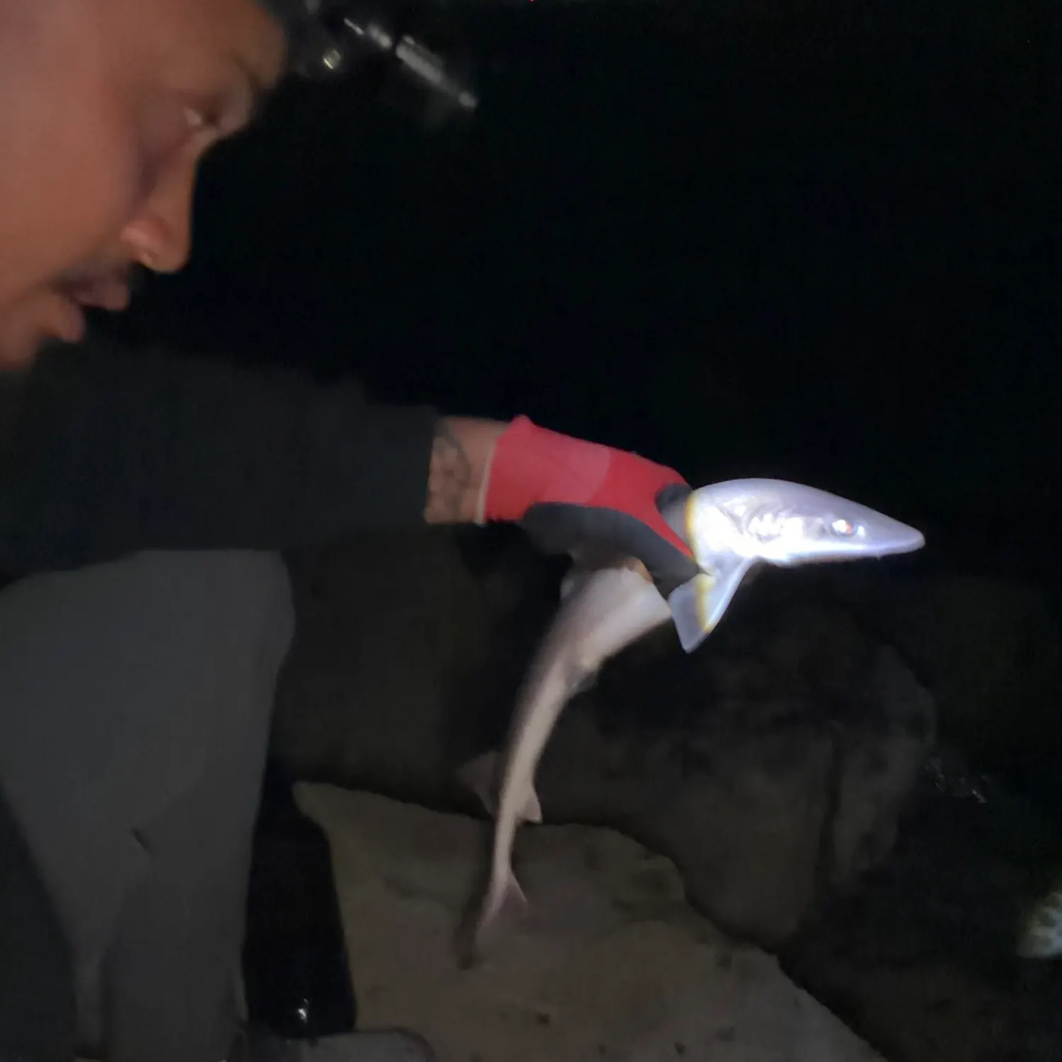 Grey smooth-hound caught on Fishbrain