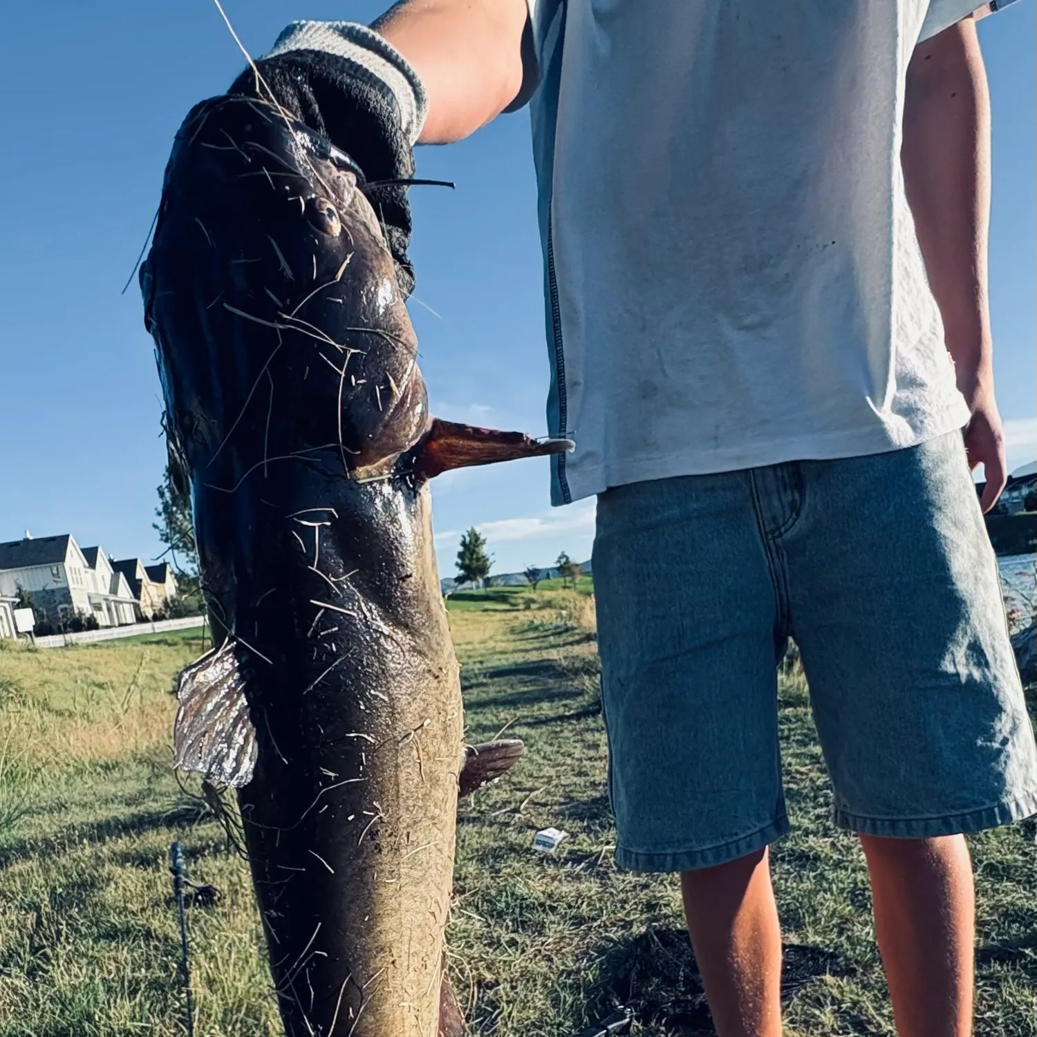 Channel catfish caught on Fishbrain