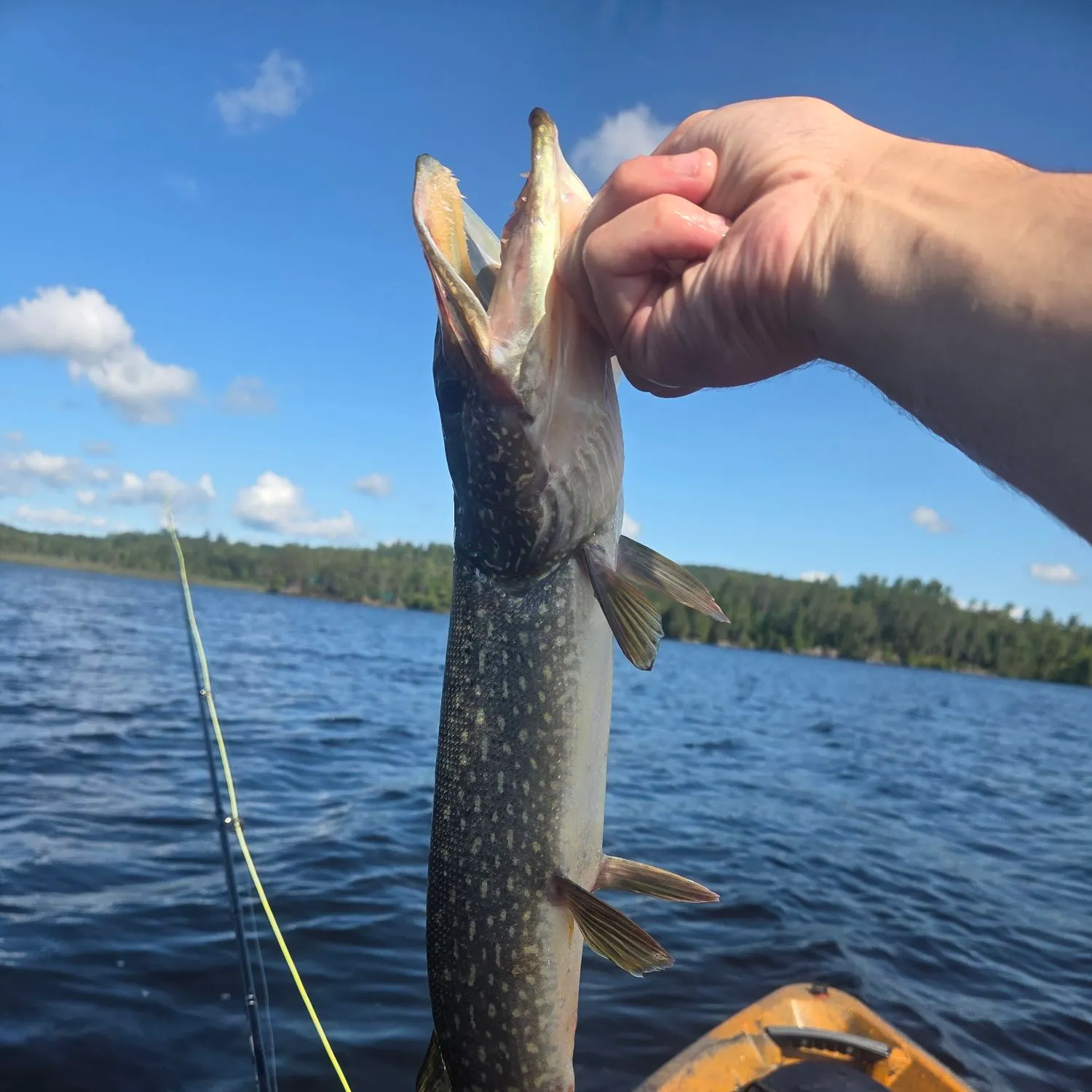Northern pike caught on Fishbrain
